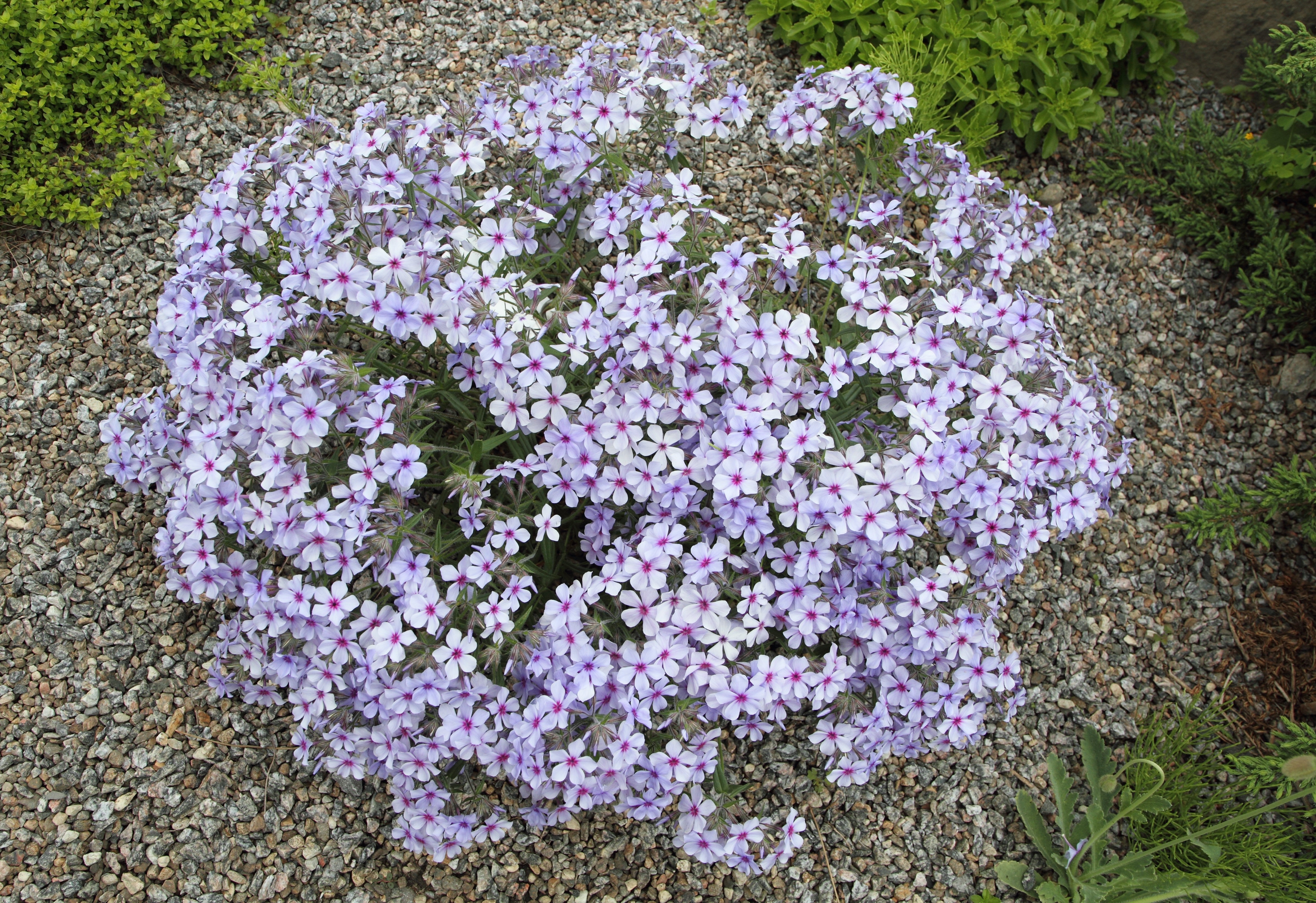 Phlox divaricata JB