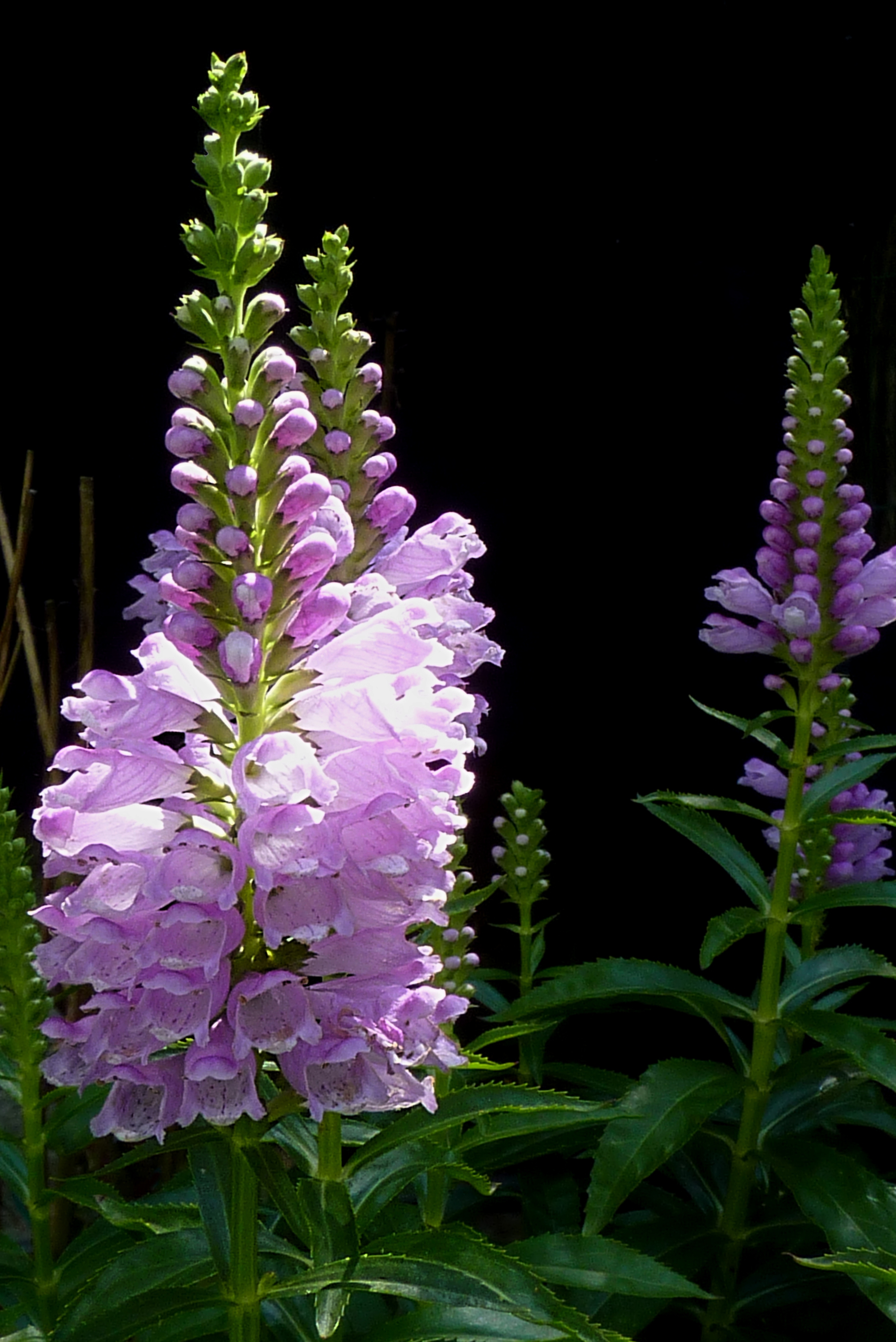 Physostegia virginiana 'Rosea' J2