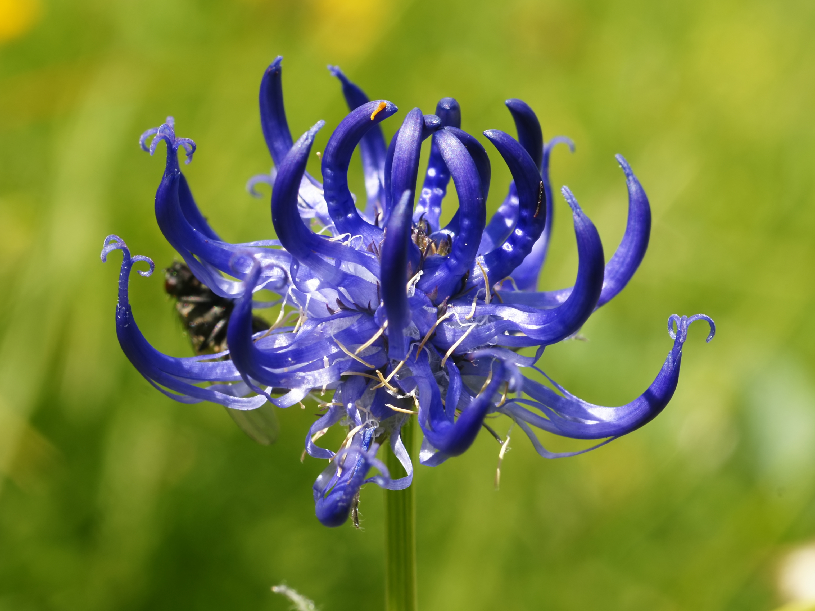 Phyteuma orbiculare (inflorescence)