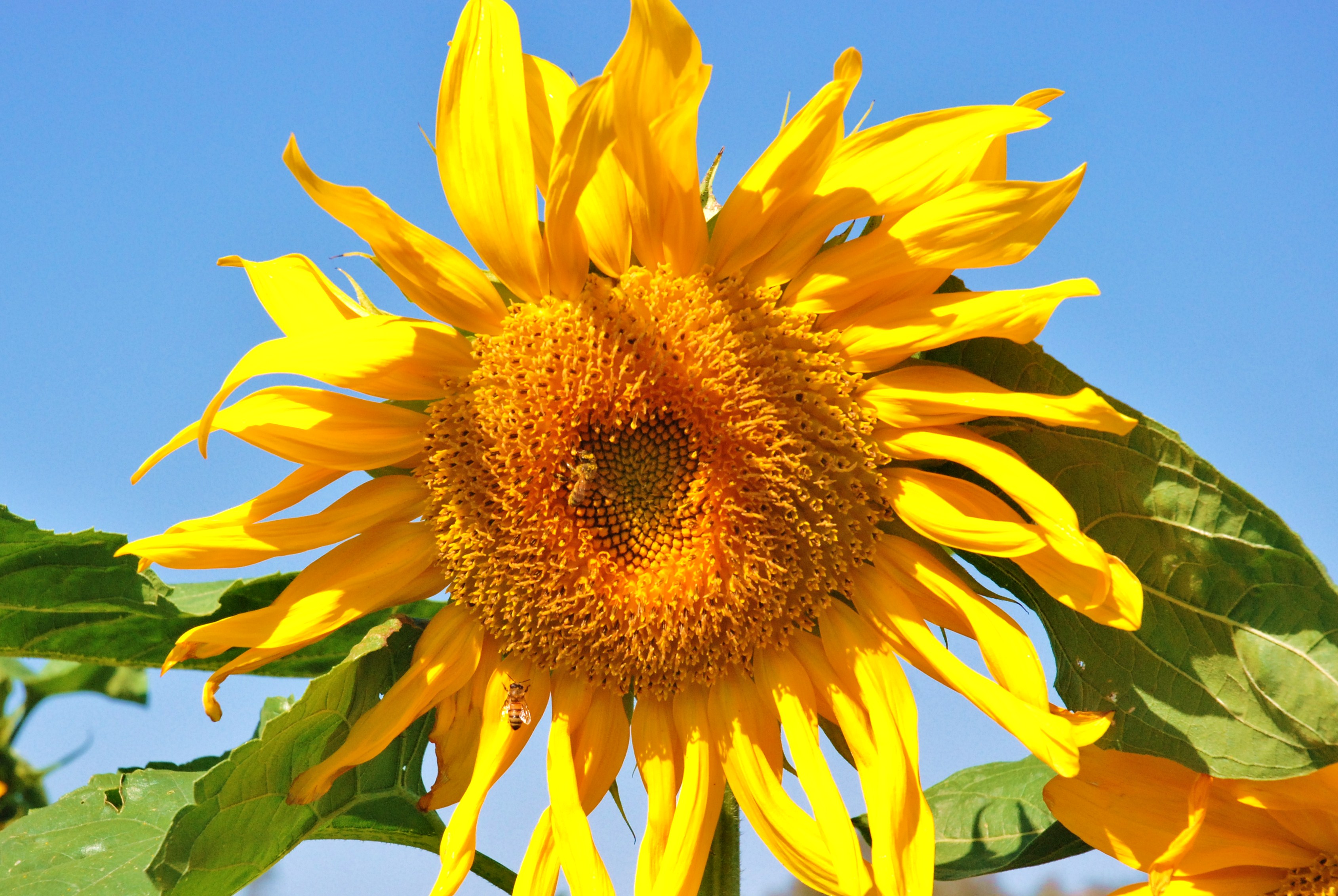 PikiWiki Israel 43252 Plants of Israel