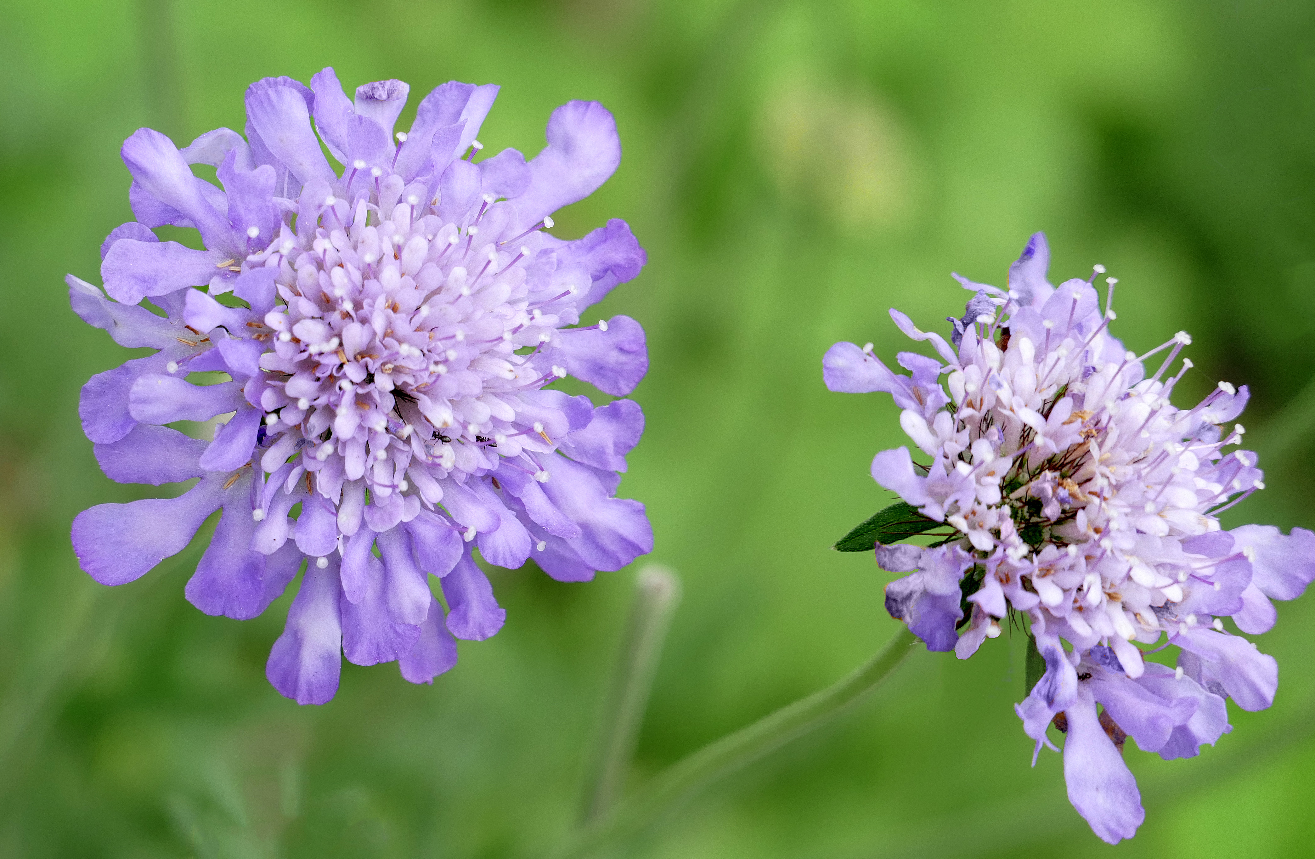 Pincushion flower -- Scabiosa
