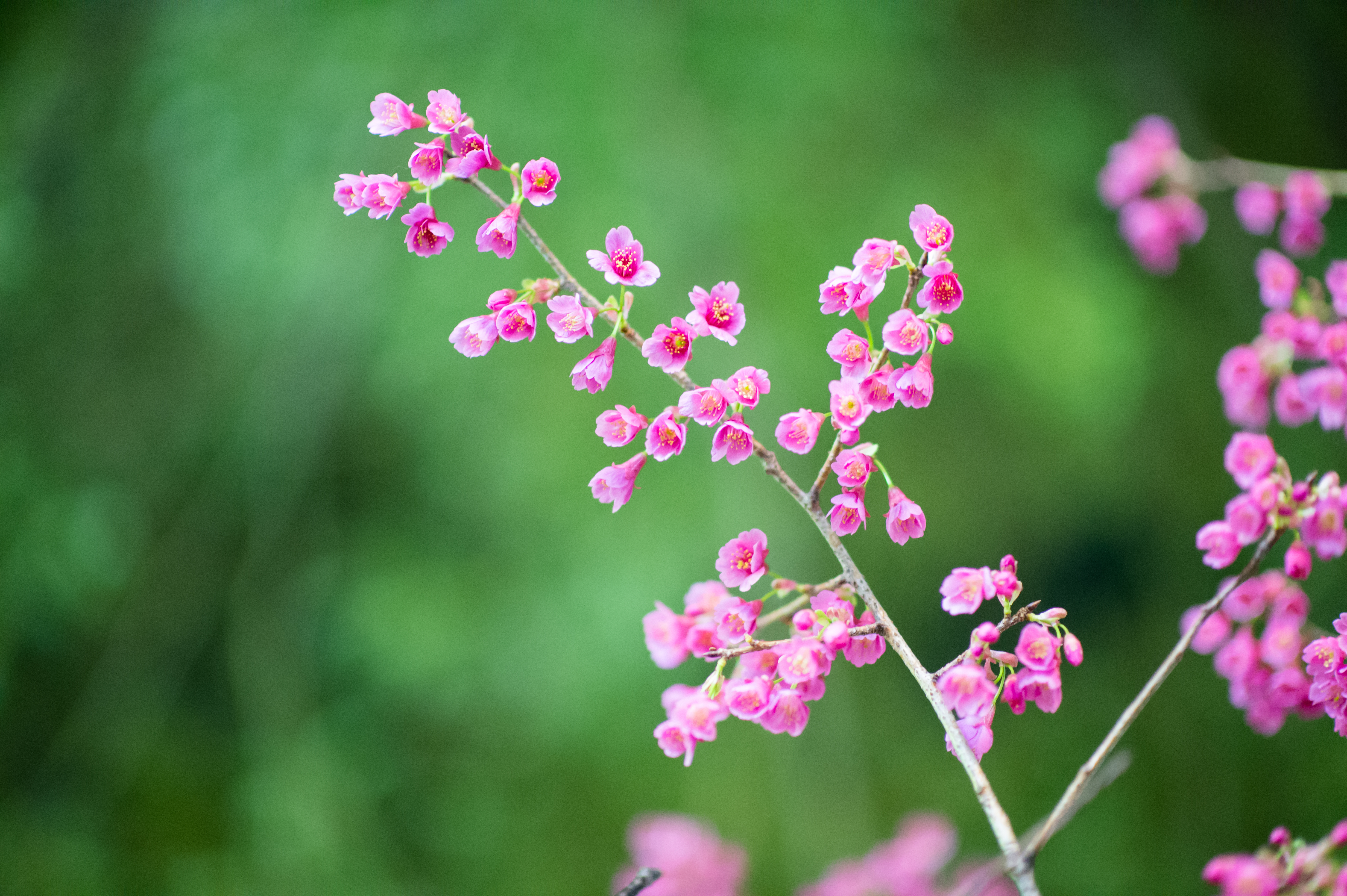 Pink against green (8545539977)