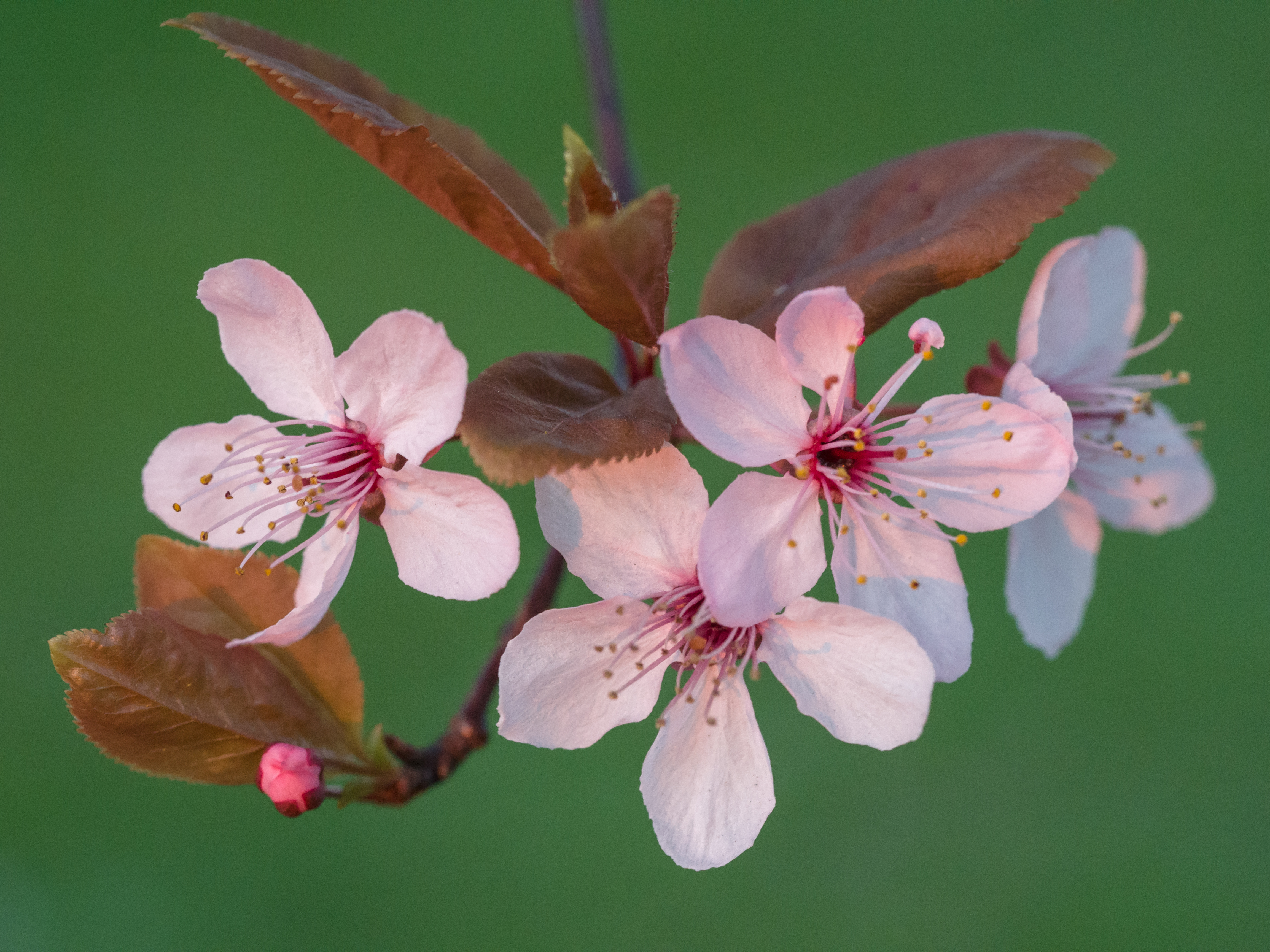 Pink cherry blossom (13046786684)