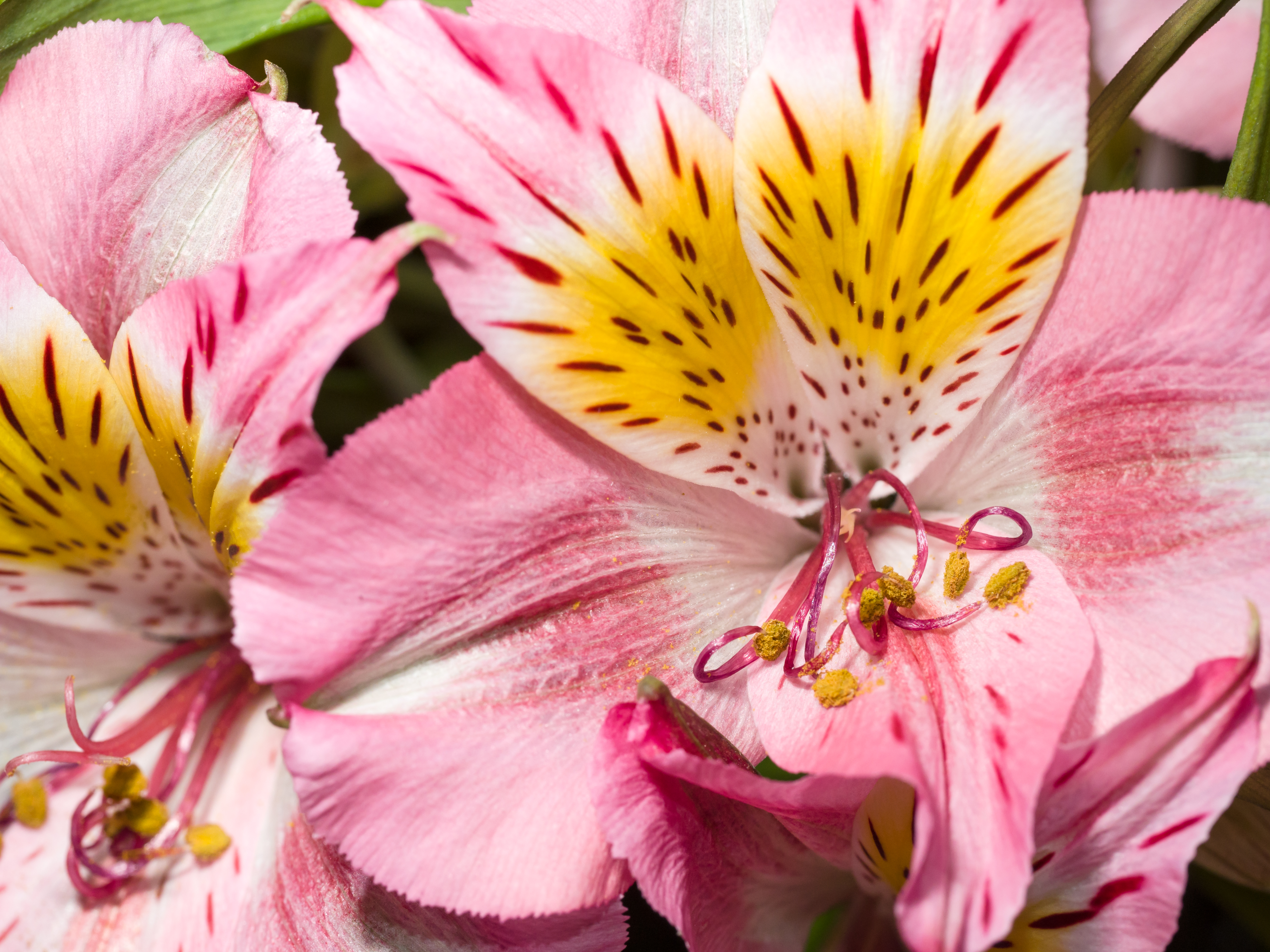 Pink flower (14376989635)