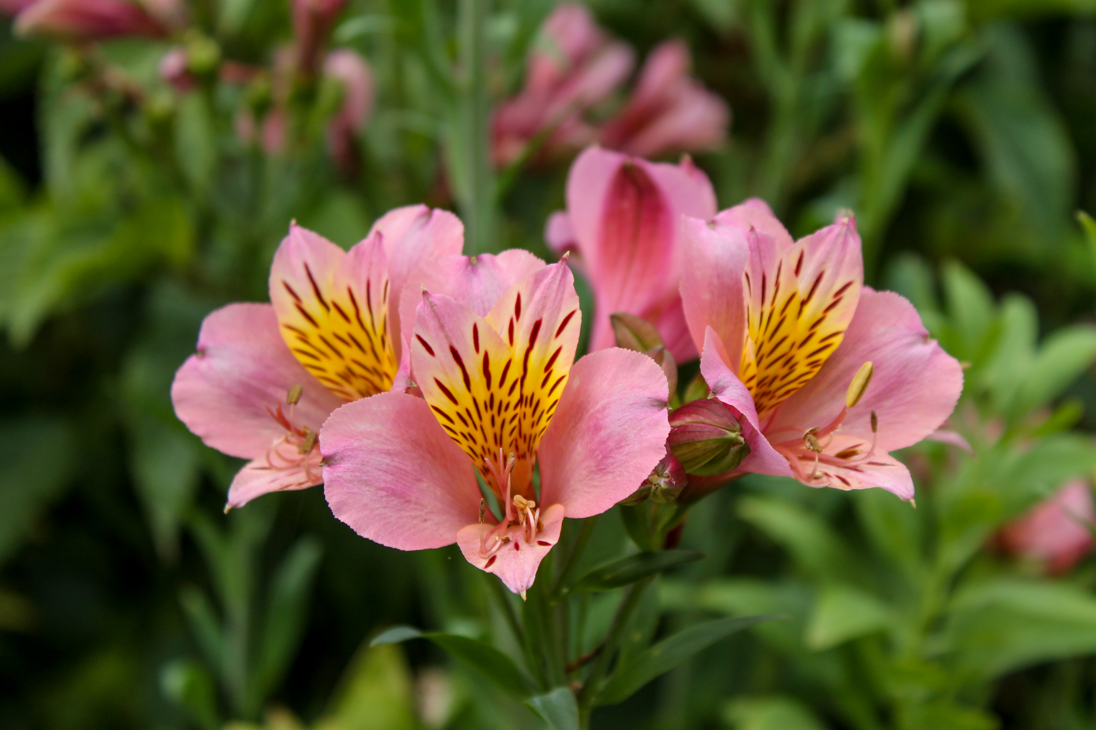 Pink Flower with yellow