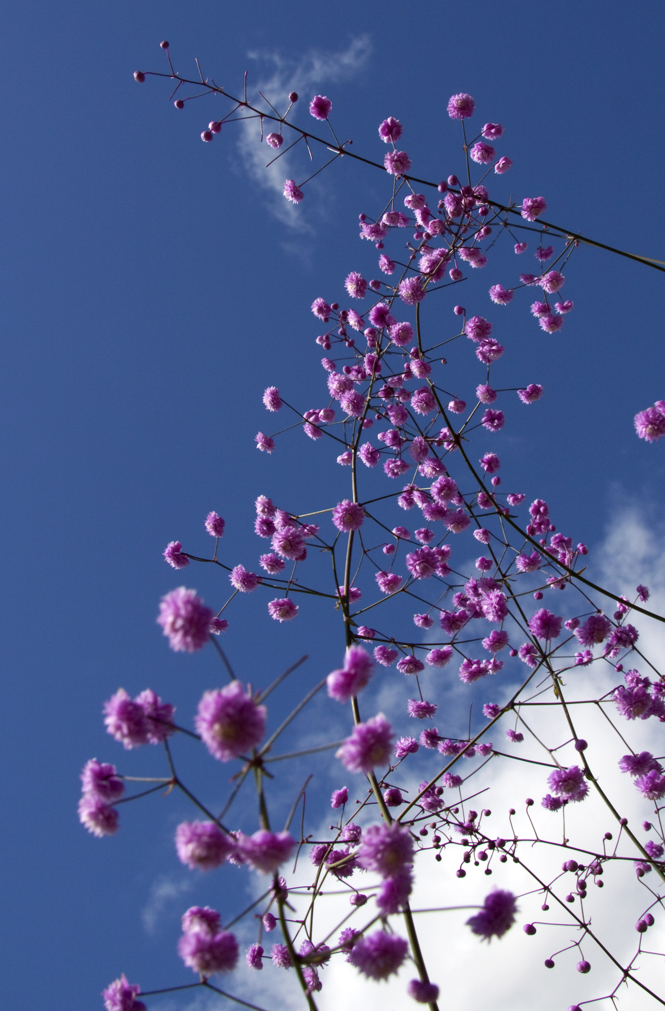 Pink Flowers (4939280112)