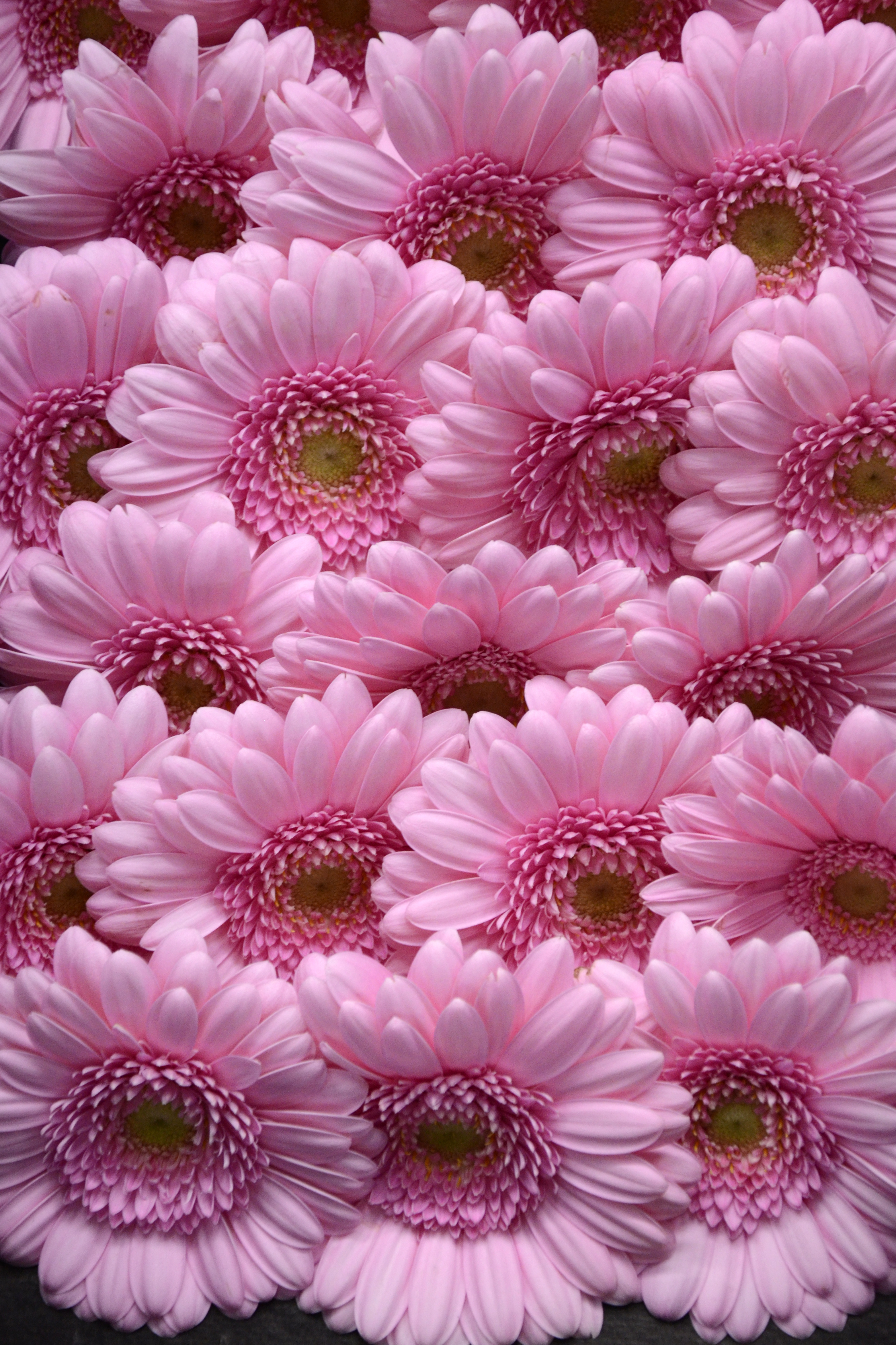 Pink Gerbera (2)