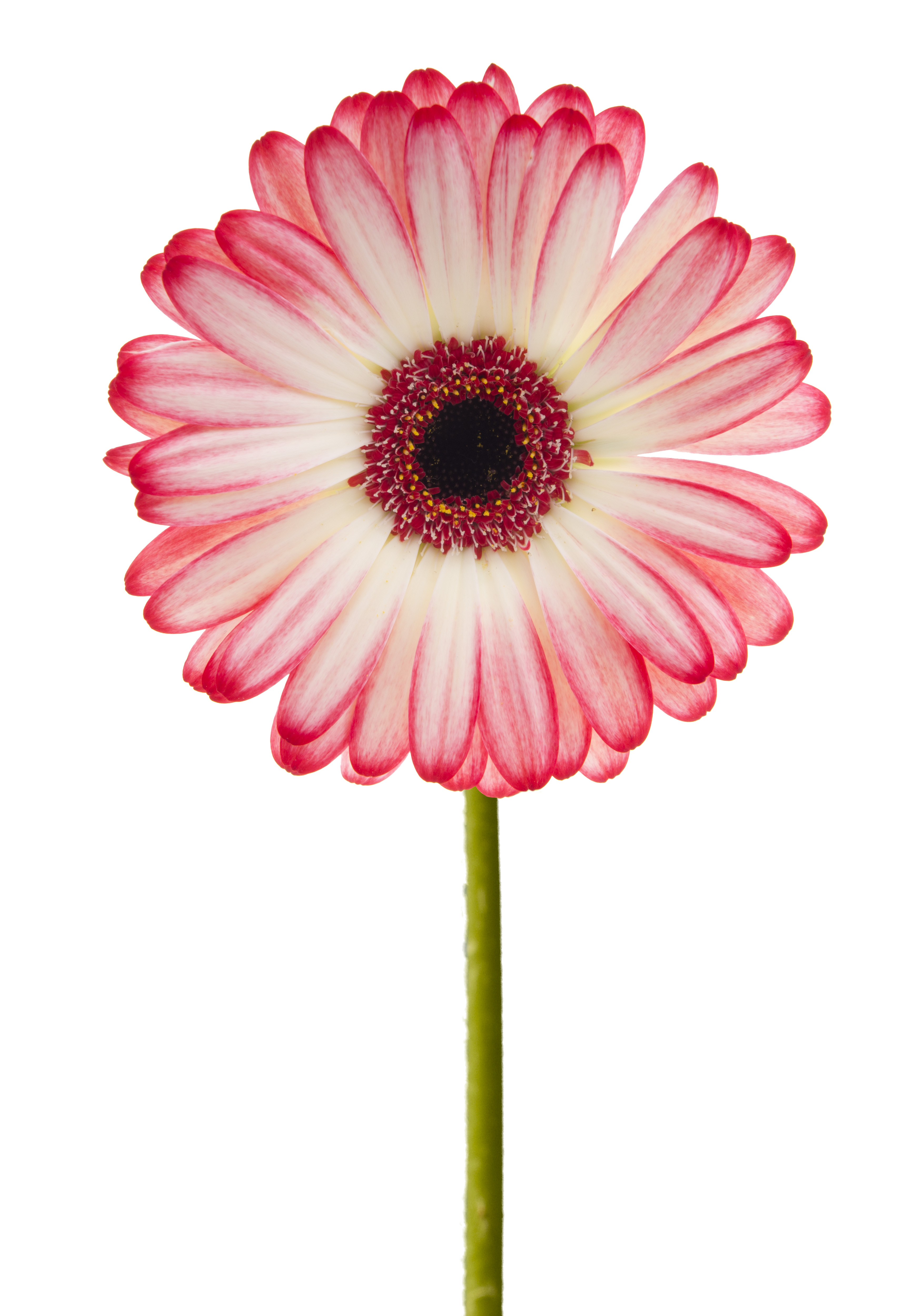 Pink Gerbera (5888414978)