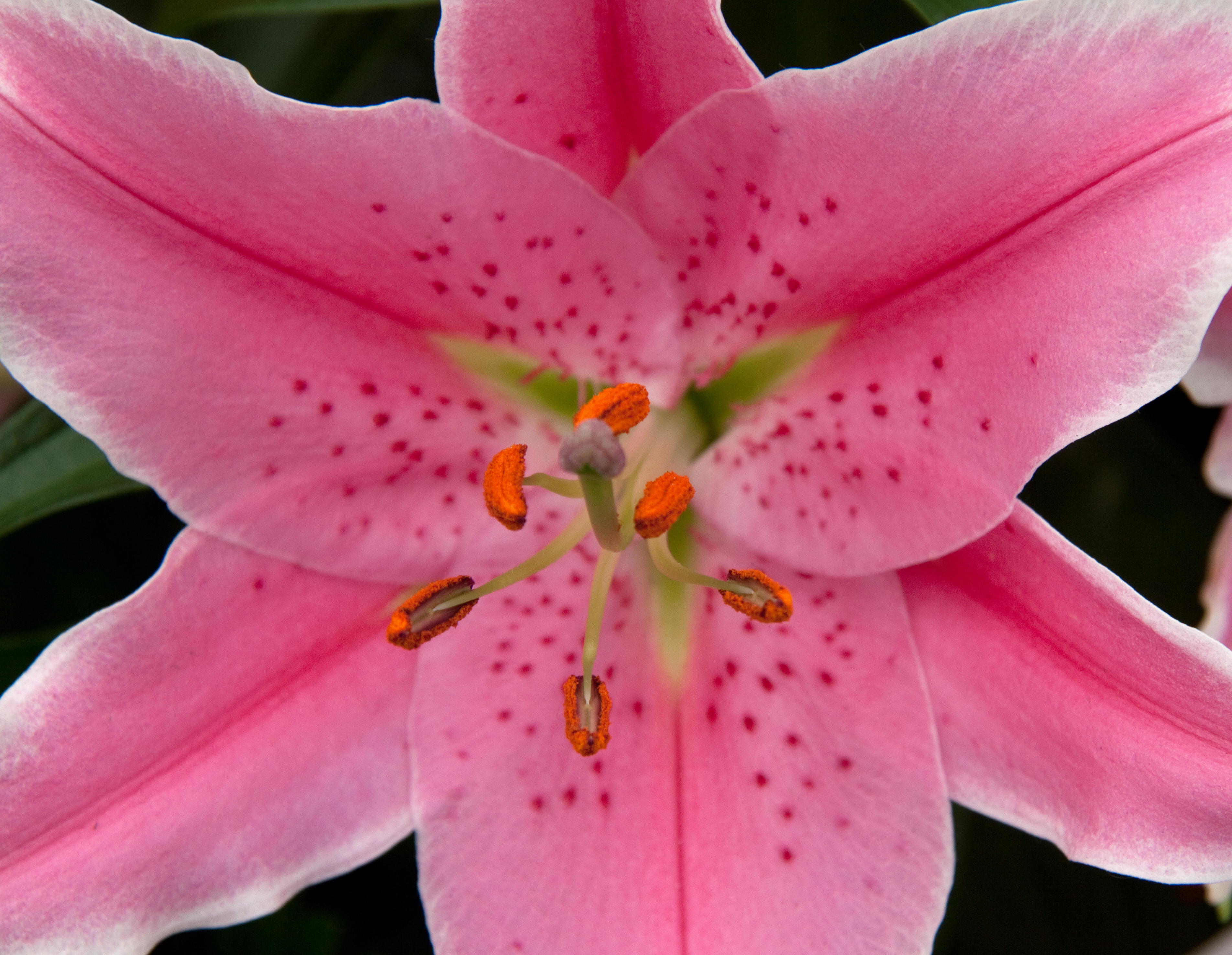 Pink Lily (5842838645)