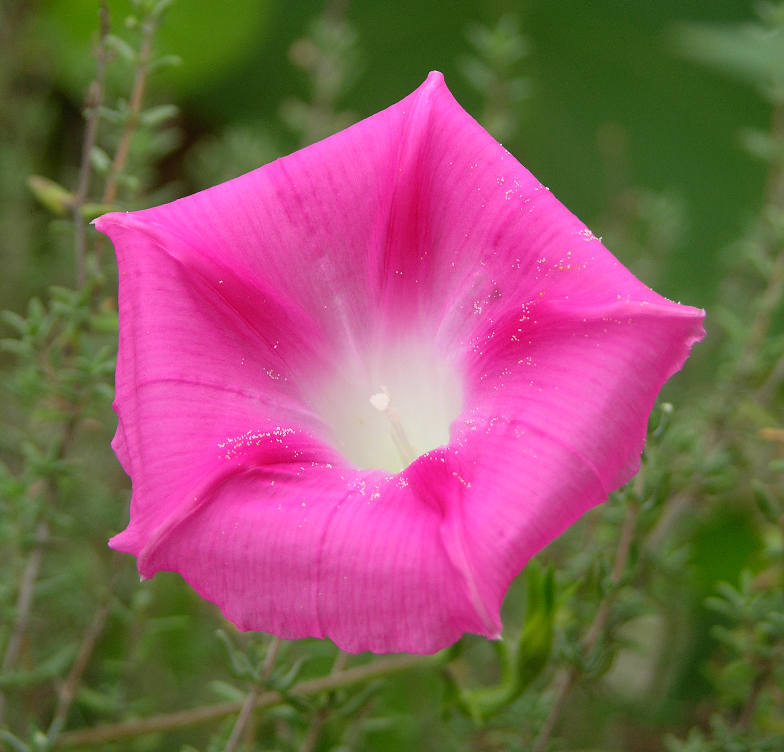 Pink Morning Glory 2500px