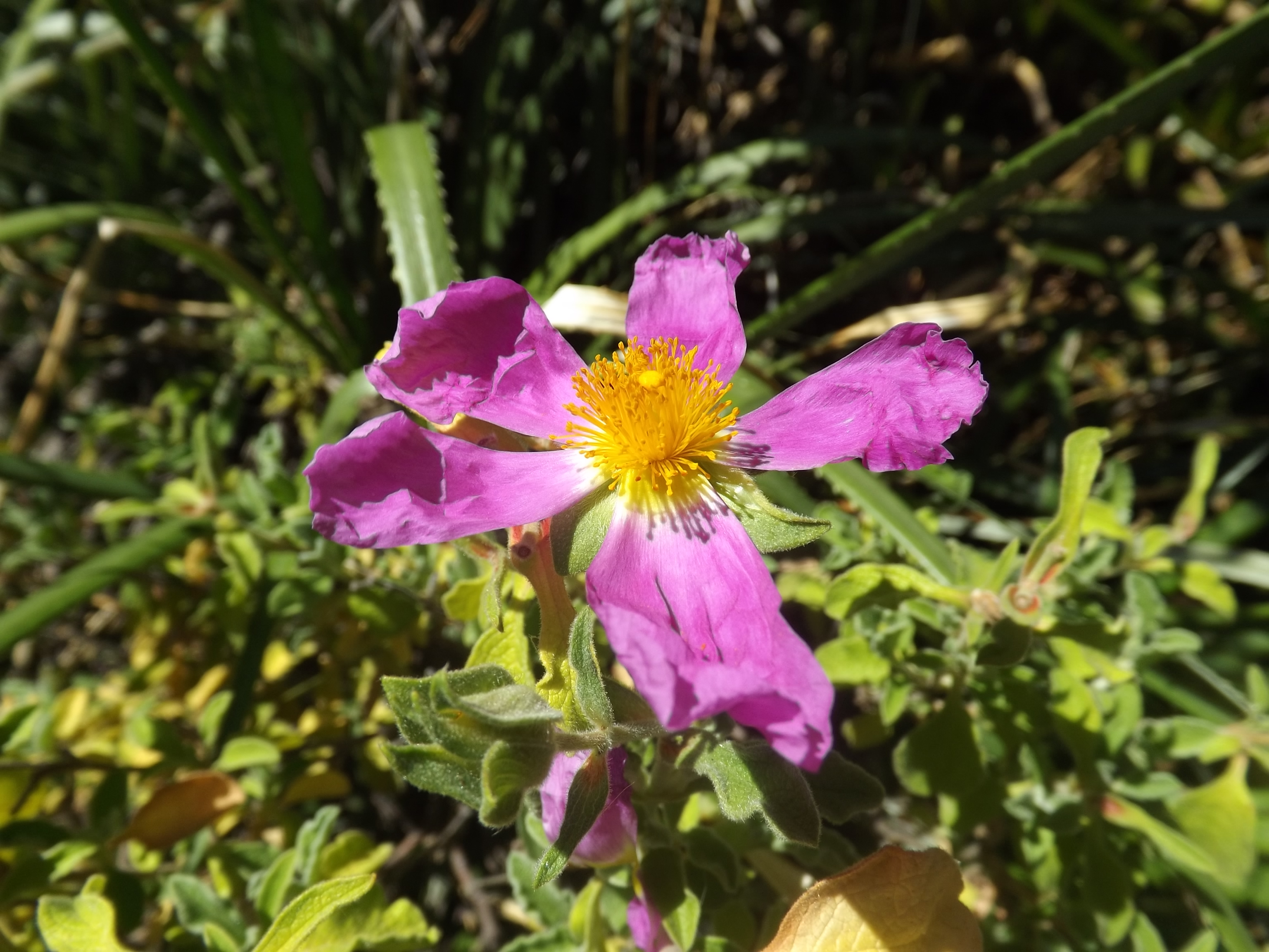 Pink Rock-Rose 08