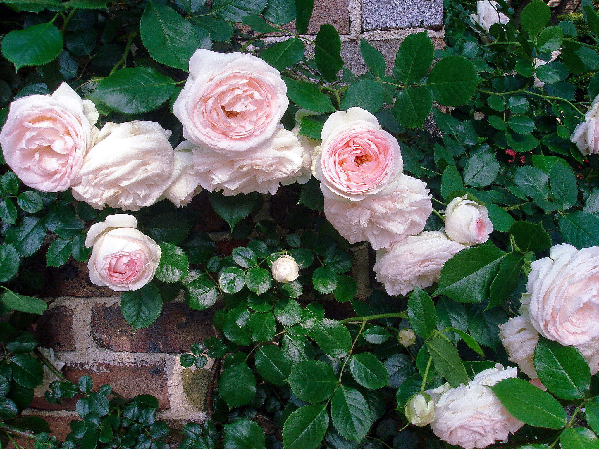 Pink roses, Nakanoshima Park, Osaka