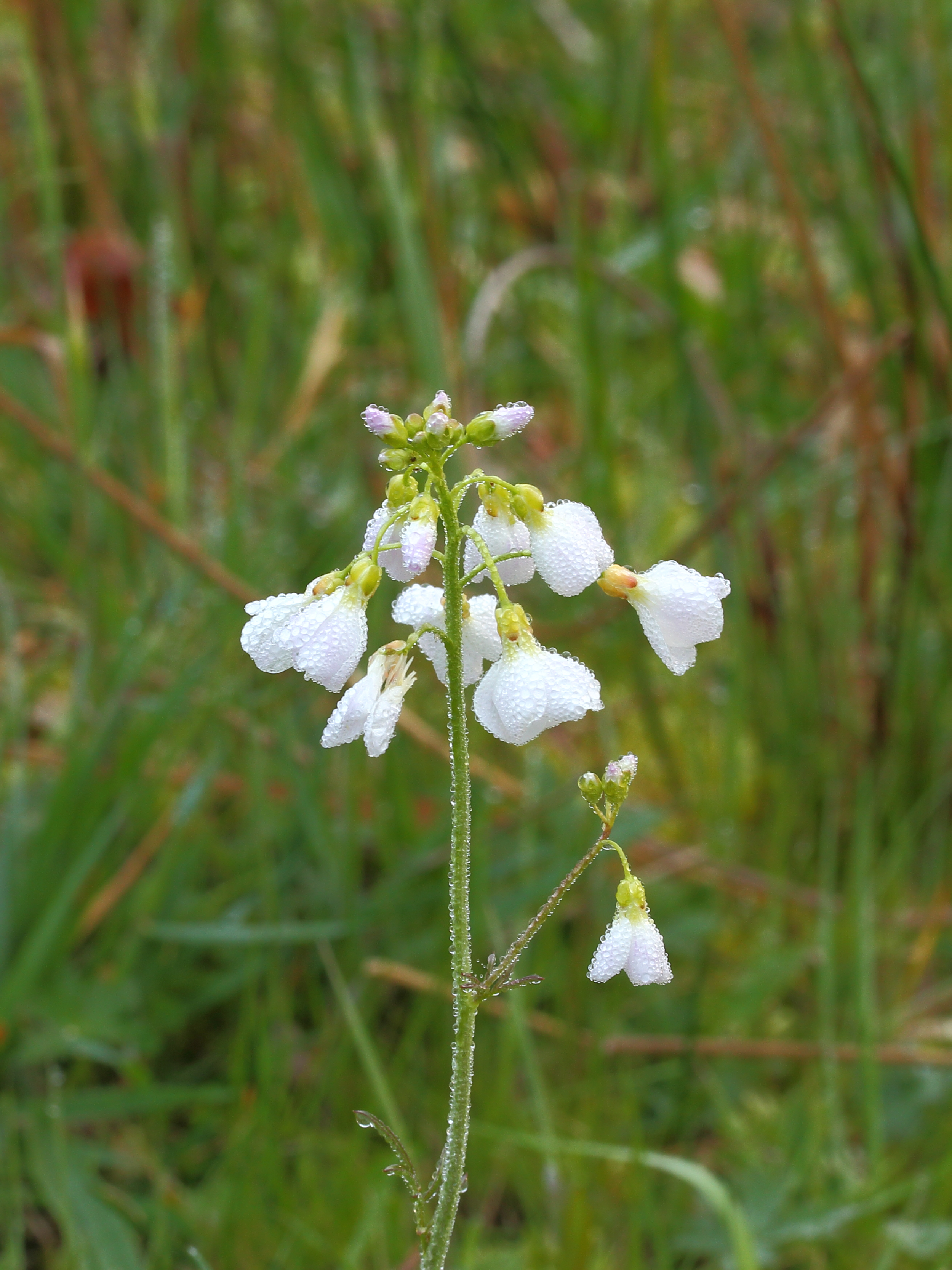 Pinksterbloem (Cardamine pratensis) 03