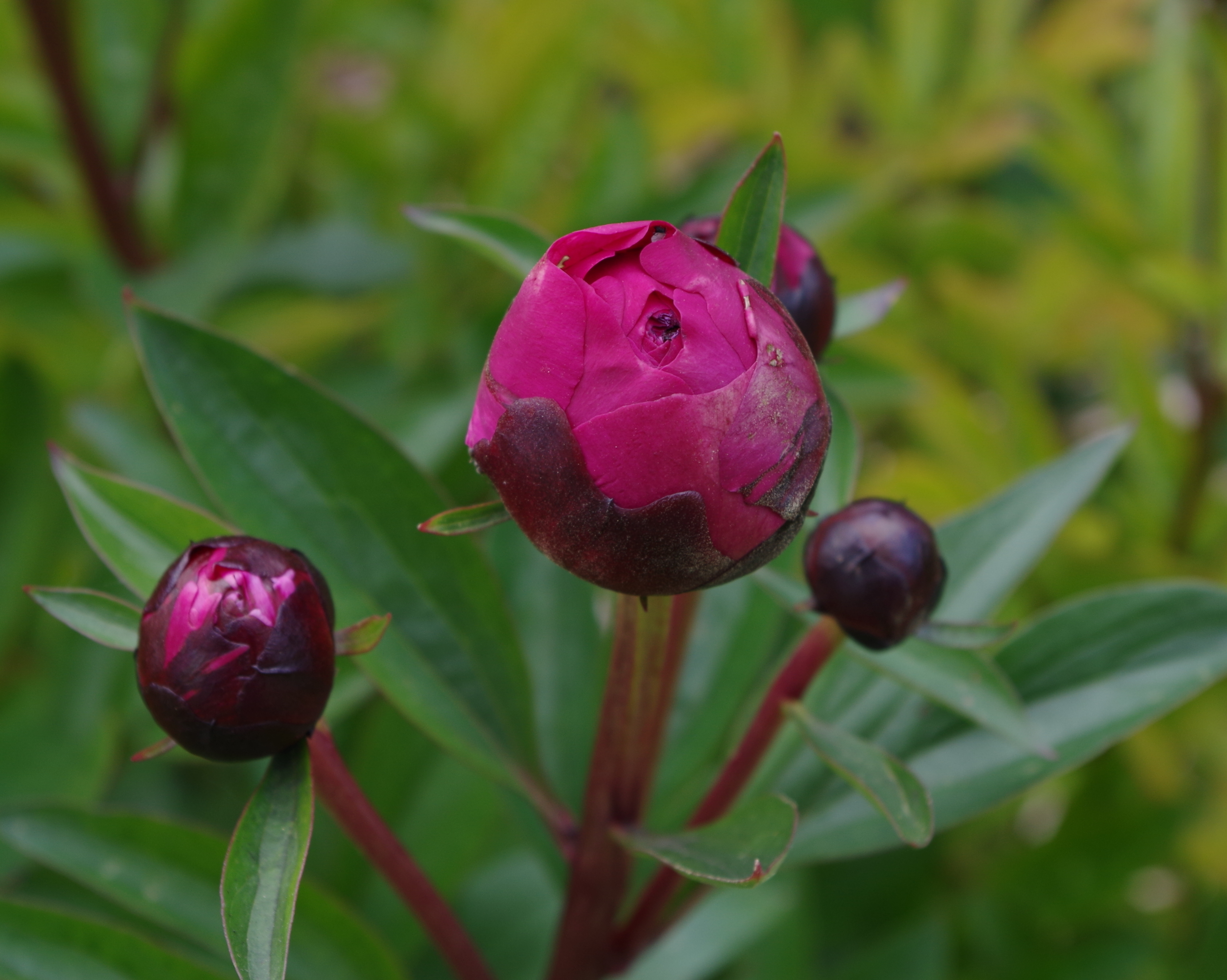 Pivoine - Jardins de Bagatelle 12
