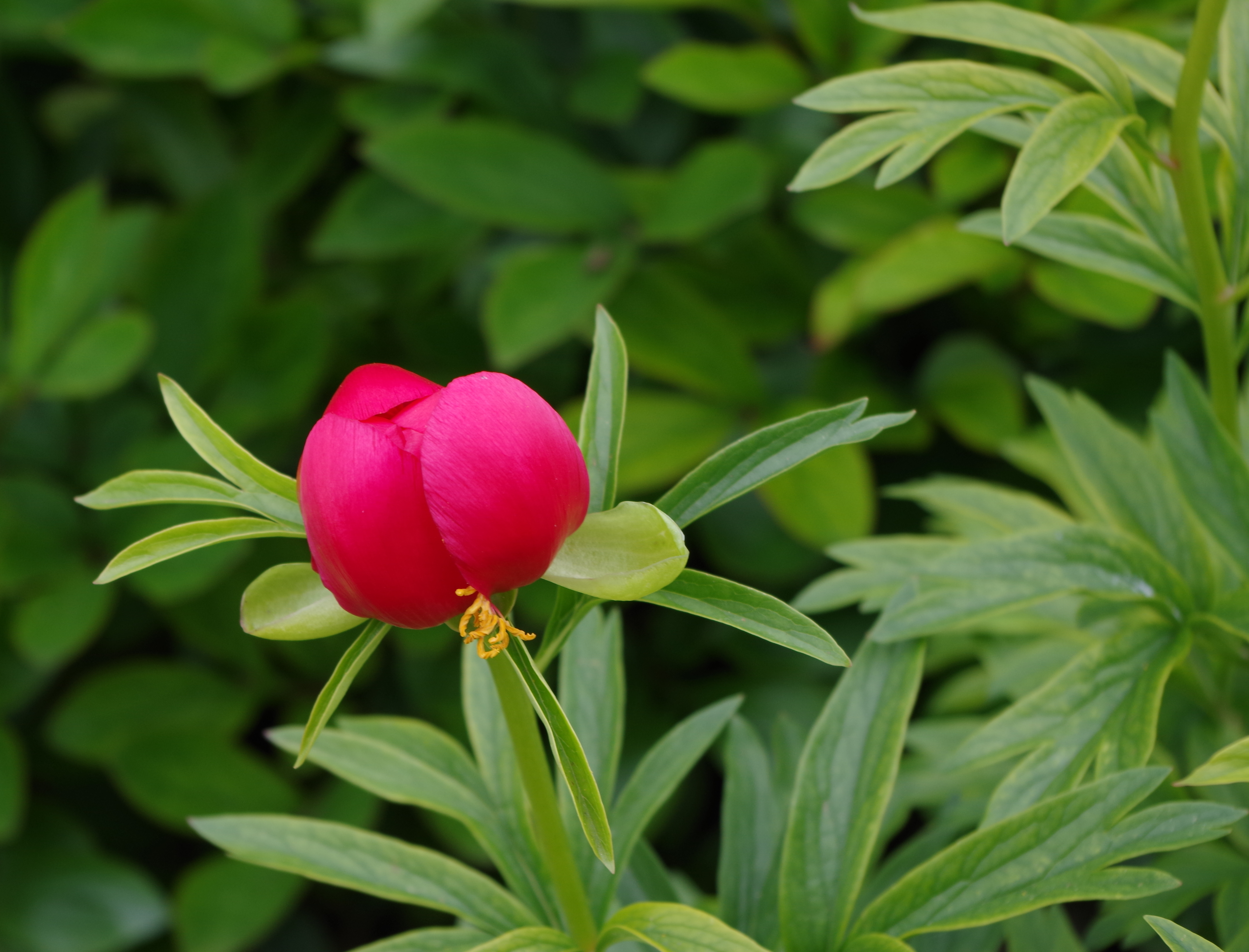 Pivoine - Jardins de Bagatelle 4