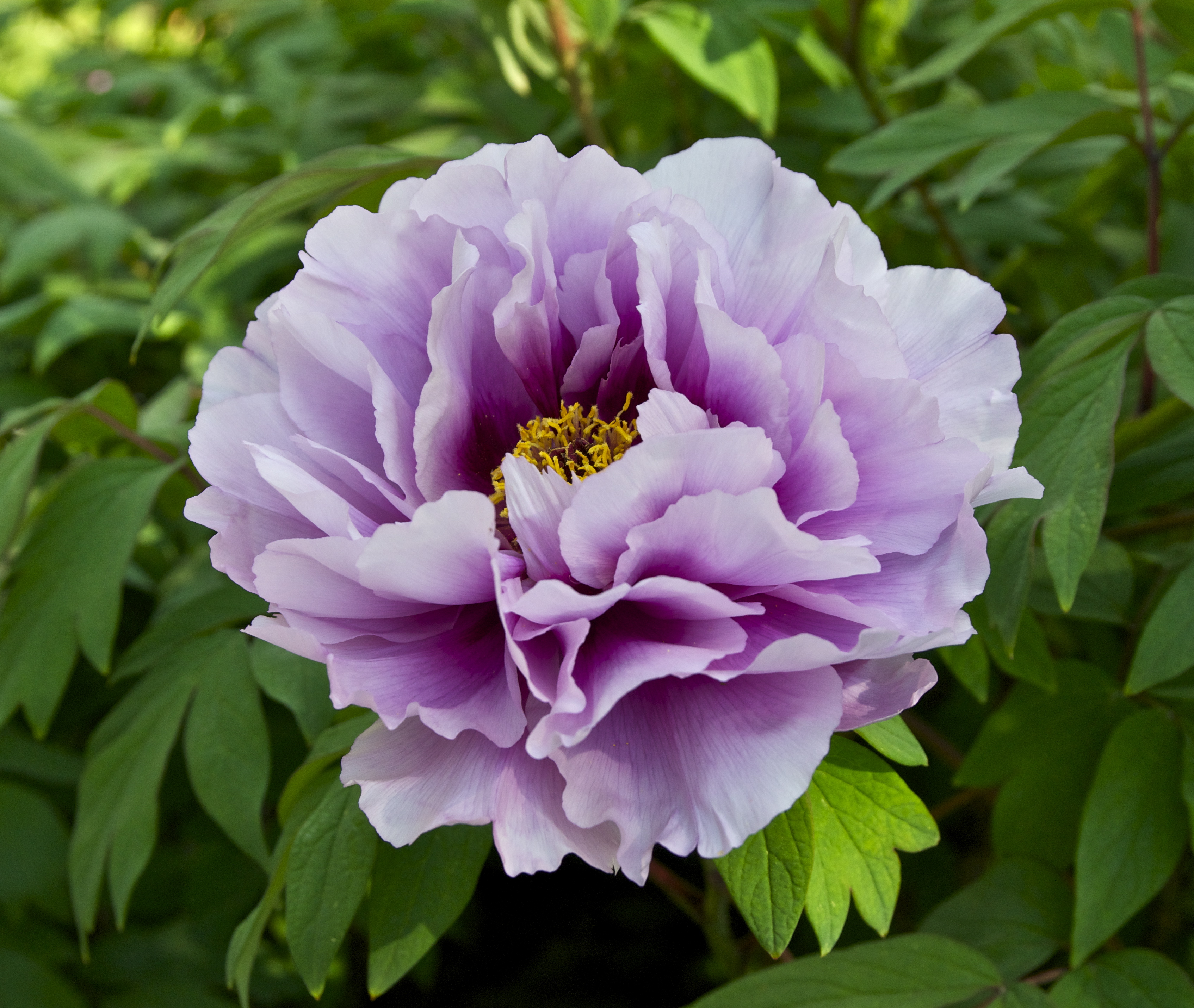 Pivoine Japanese peony Jdp
