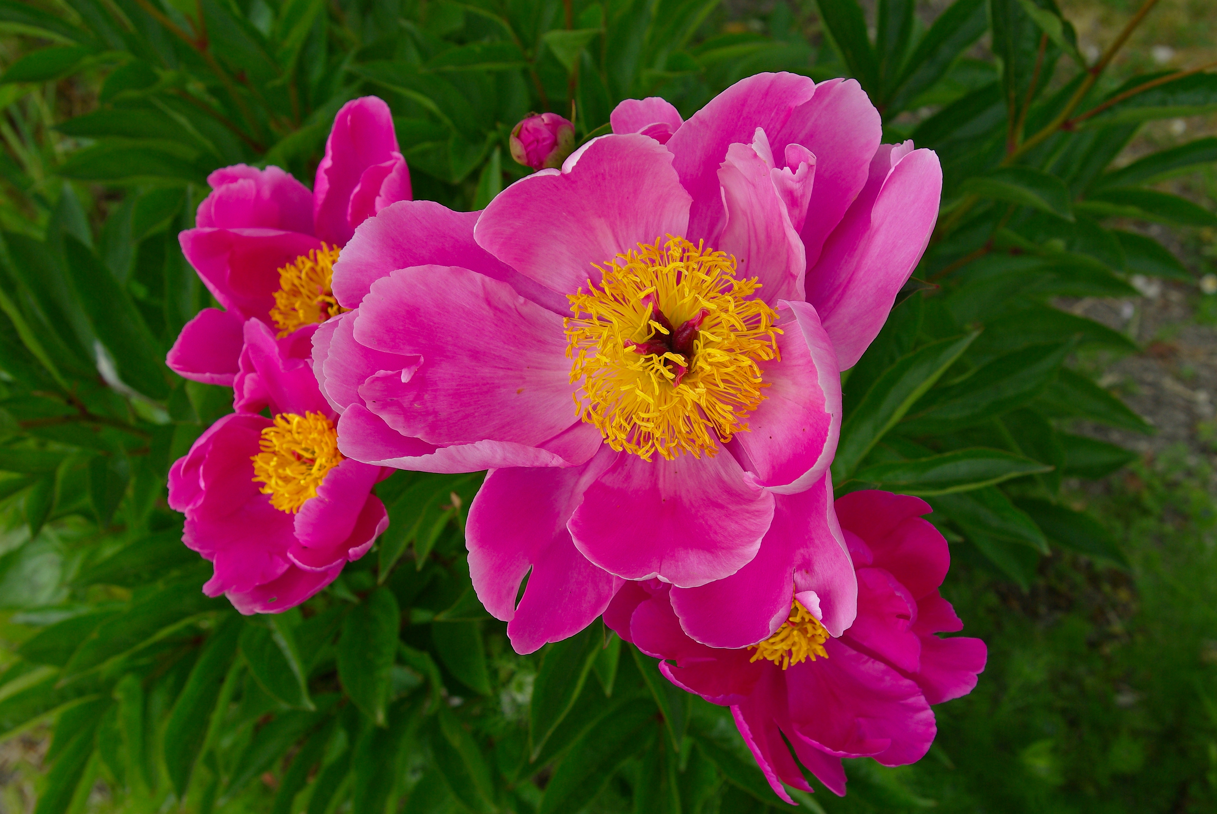 Pivoines de Chine 2 FR 2011