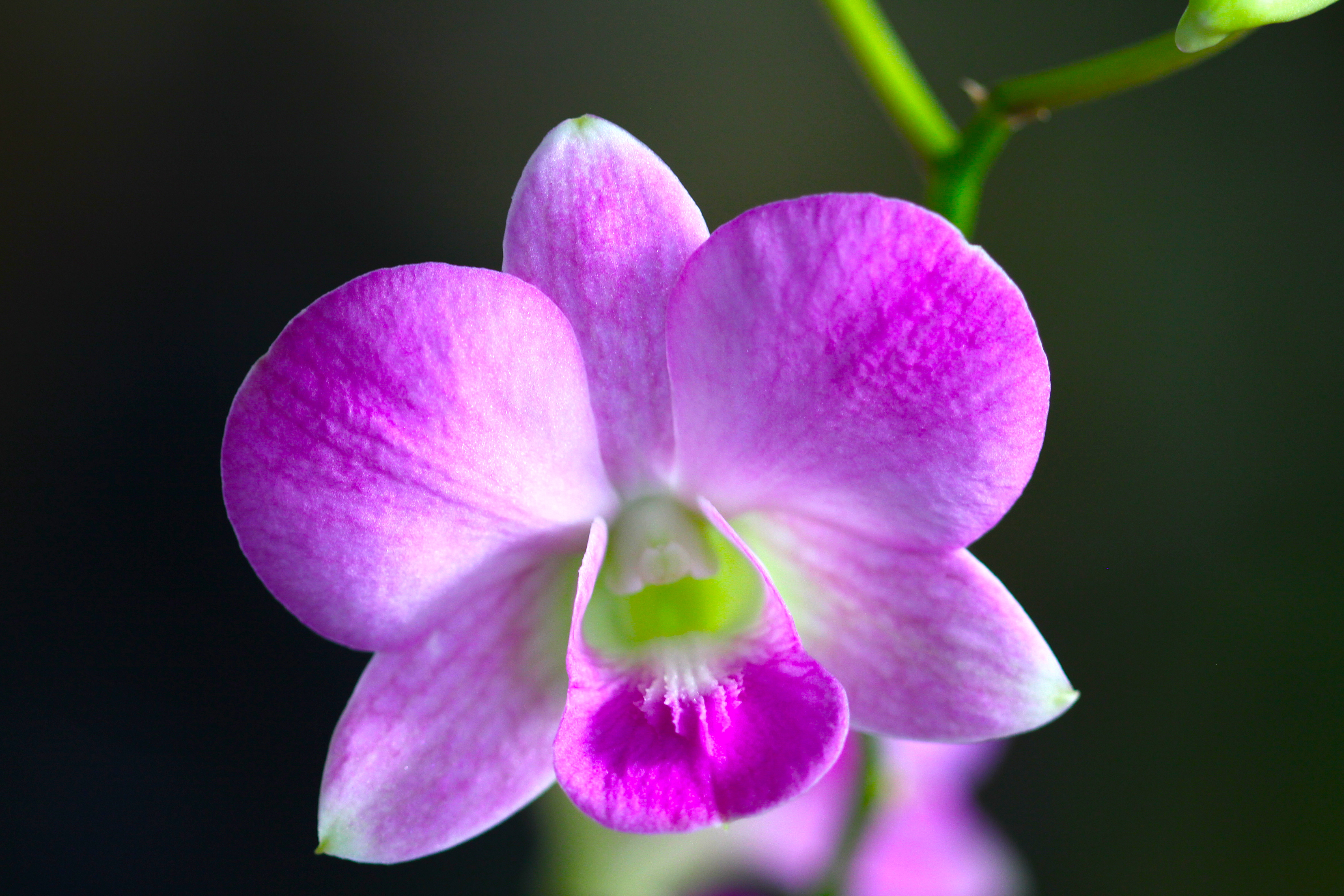 Plants of nature inThailand by Peak Hora (28)