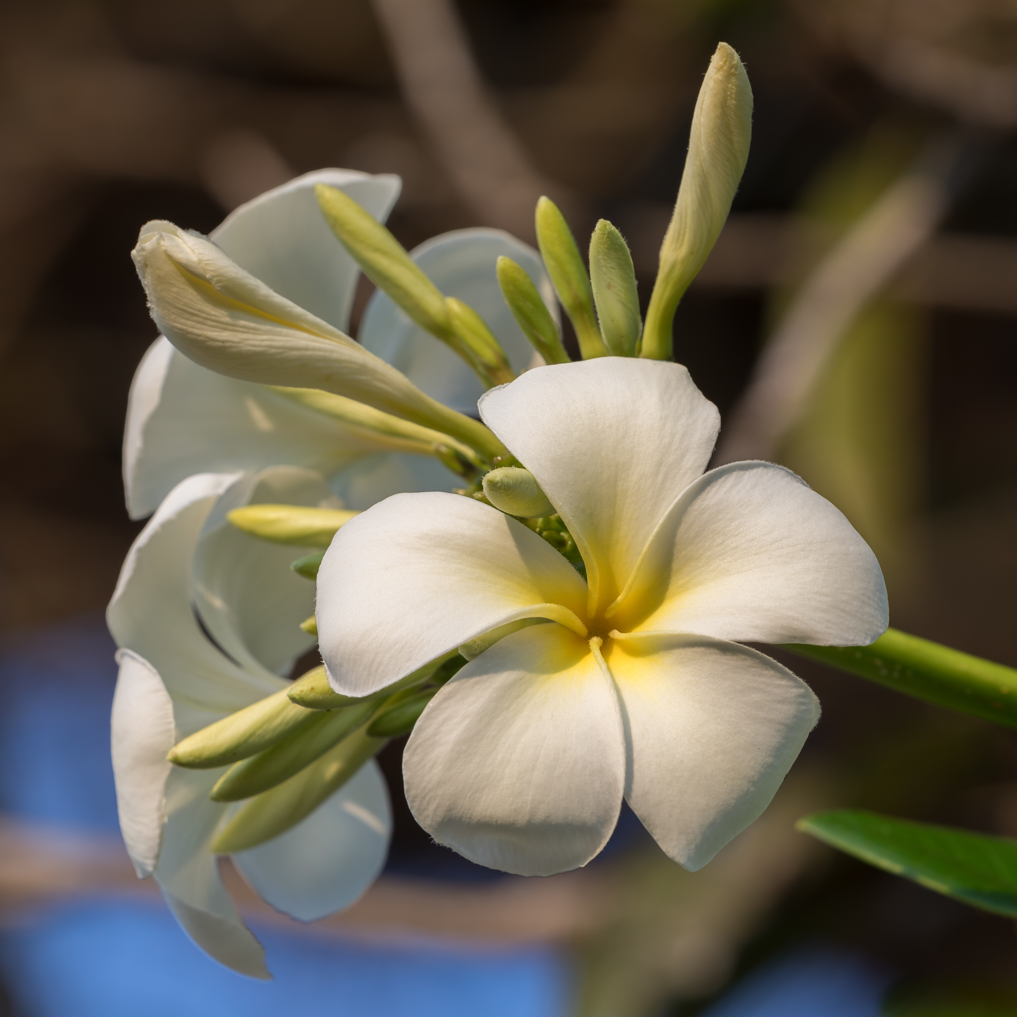 Plumeria (Frangipani) flowers
