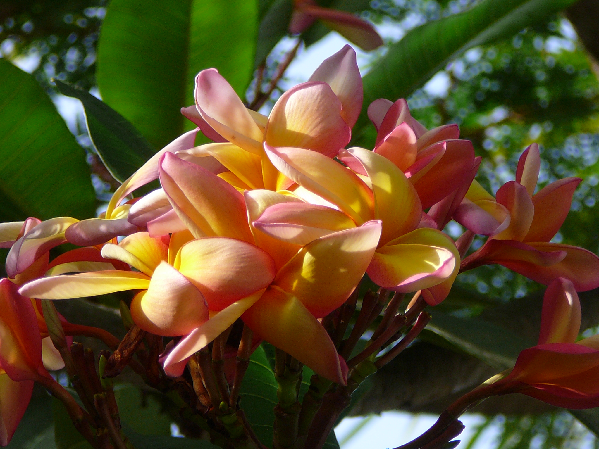Plumeria alba 0008