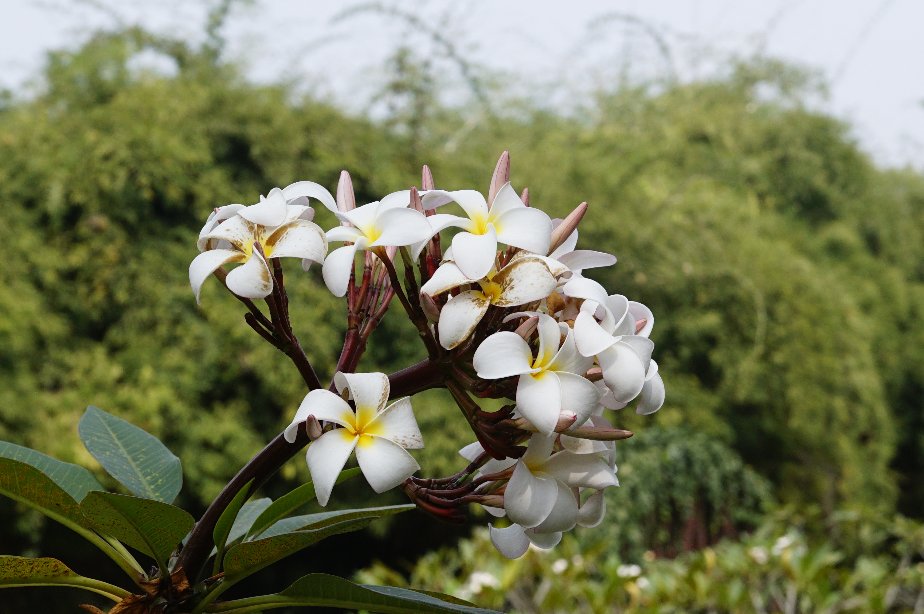 Plumeria rubra 2852