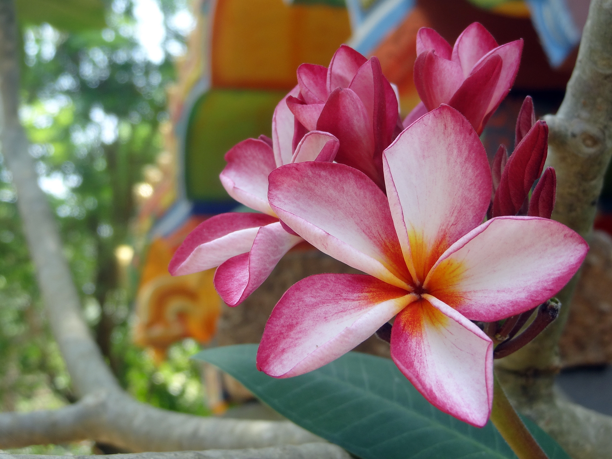 Plumeria rubra flower in jaffna