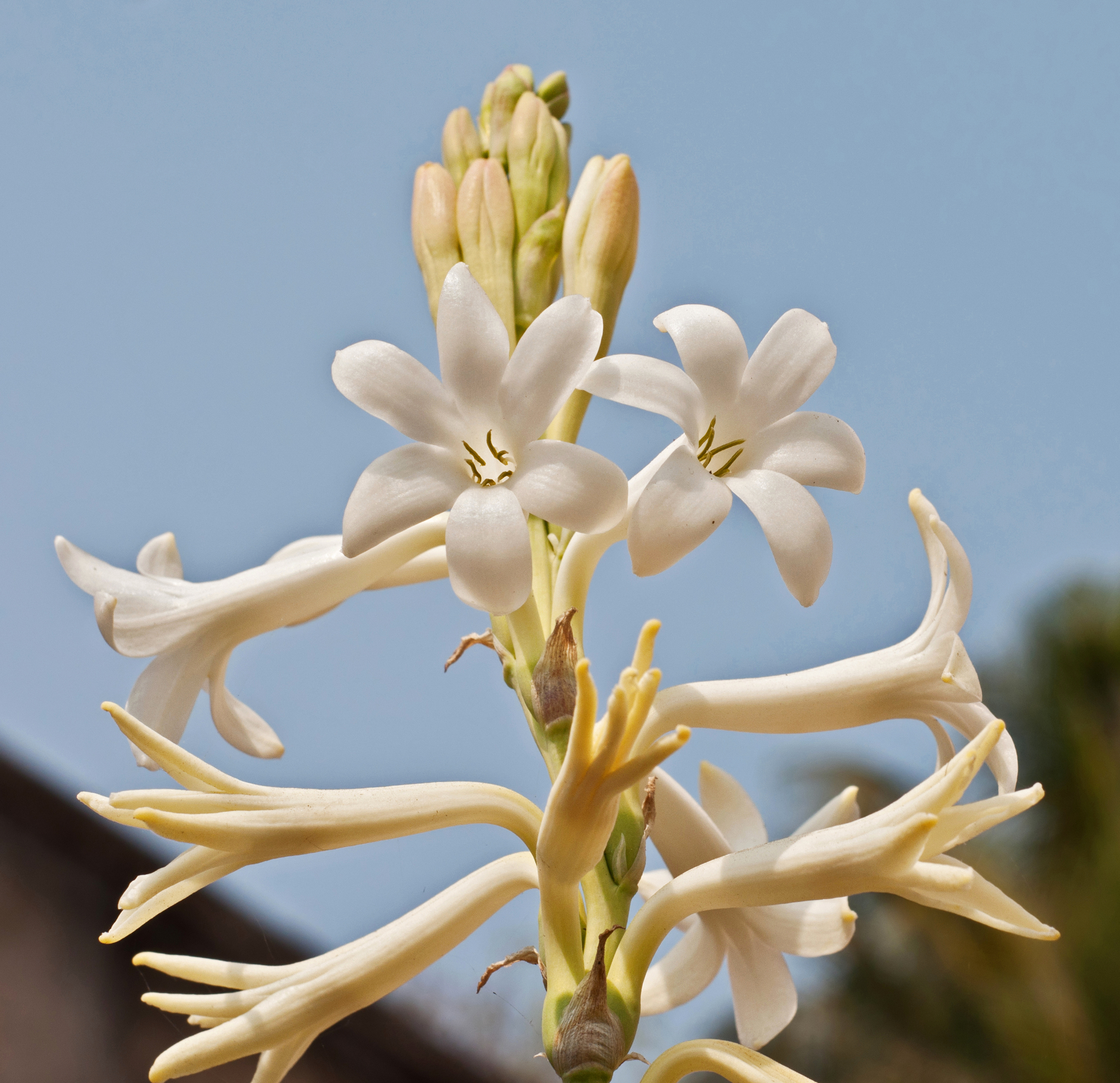 Polianthes tuberosa, Burdwan, West Bengal, India 31 01 2013
