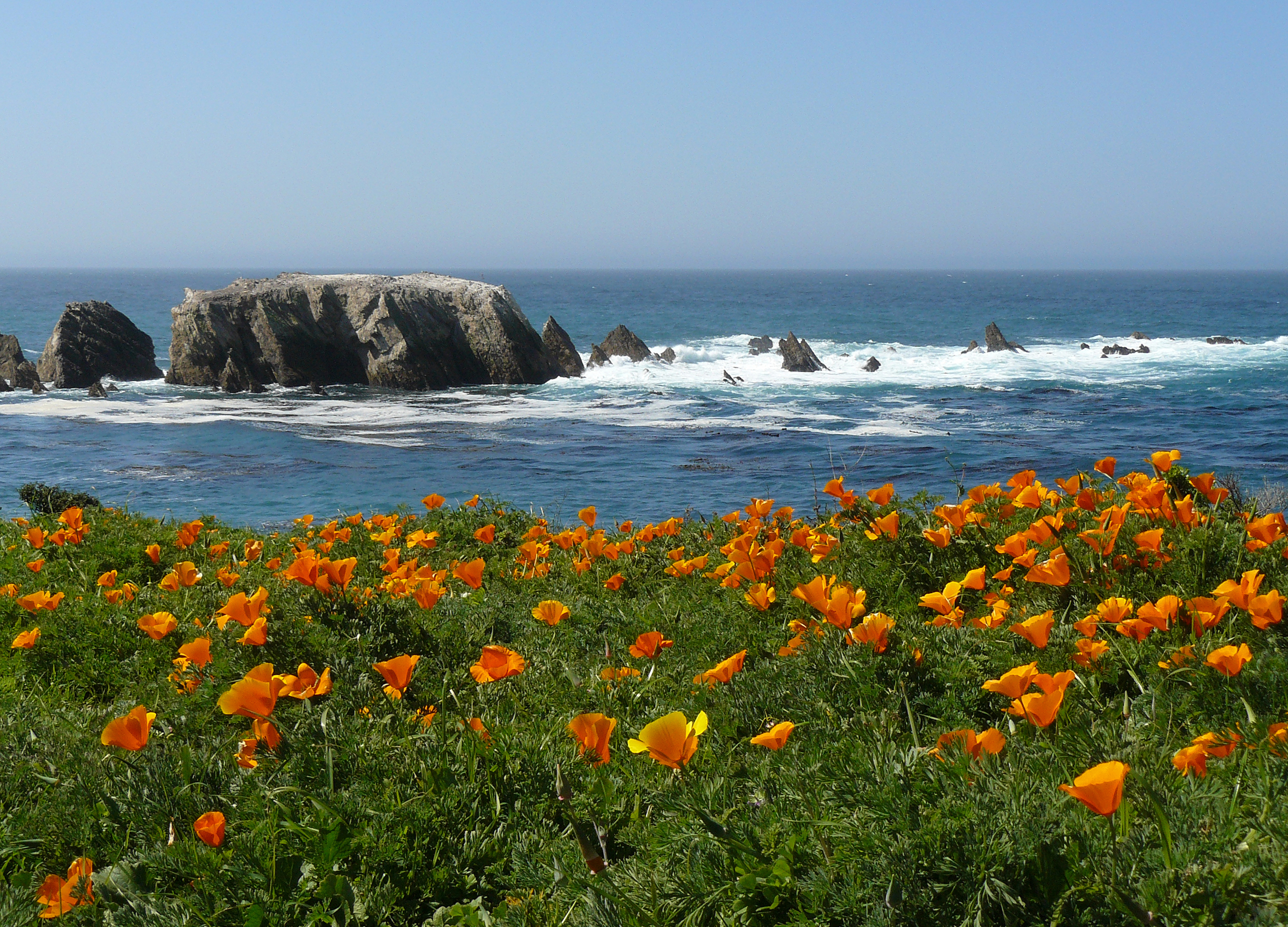 Poppies - Point Buchon (2398996909)