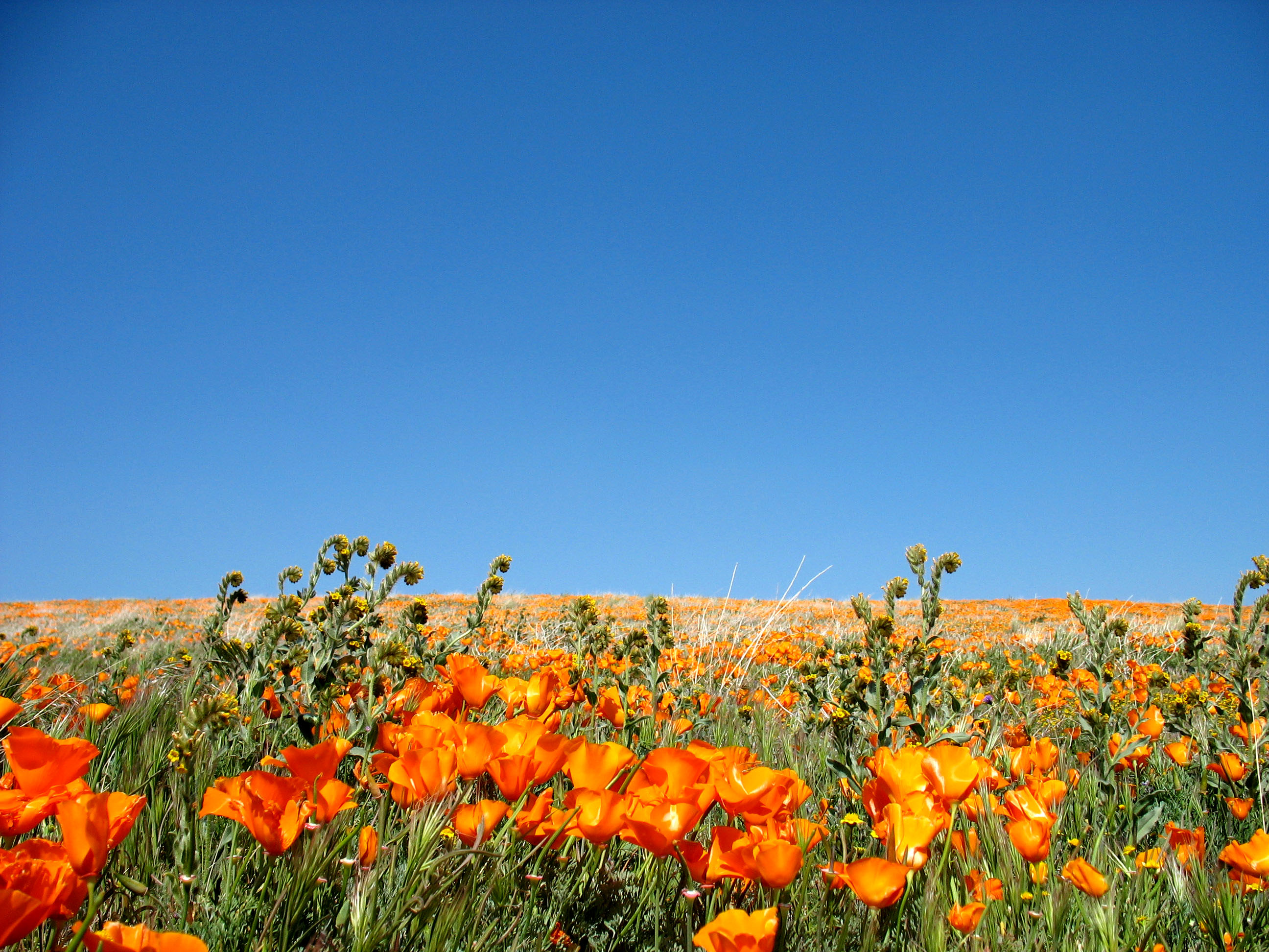 Poppies (2372468130)