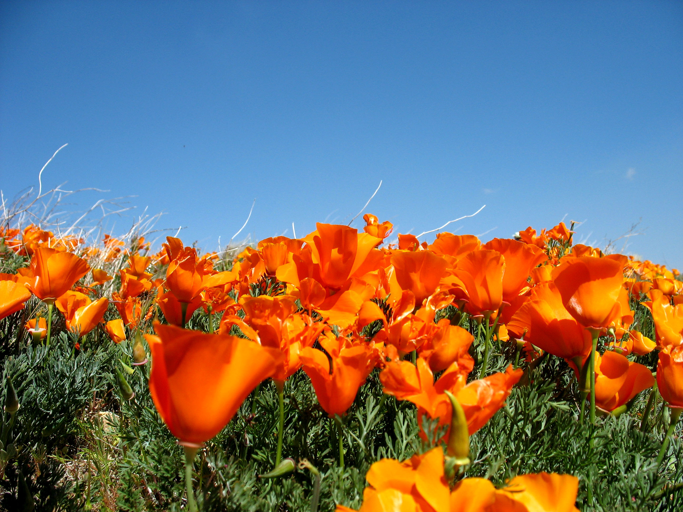 Poppies (2372543646)