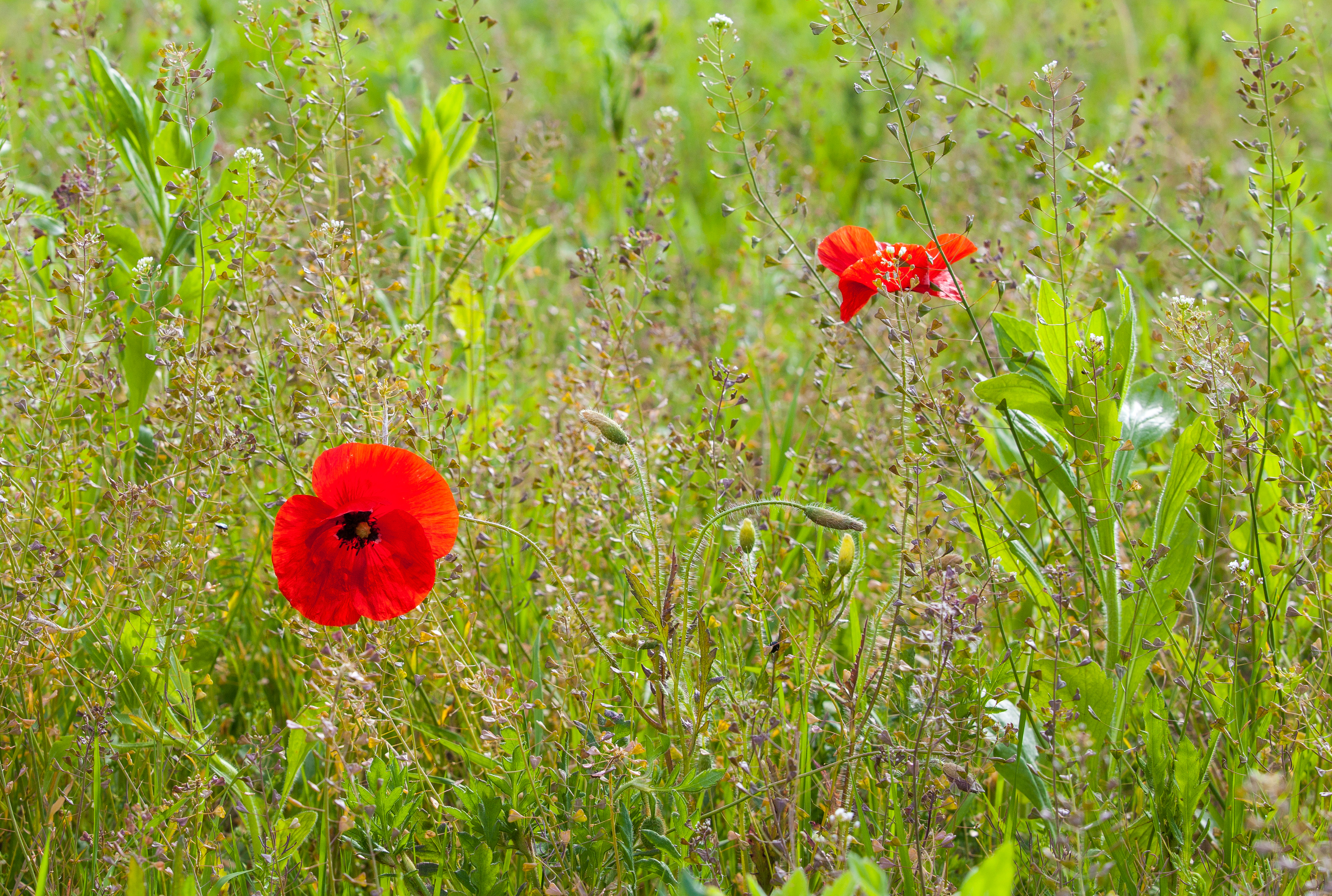 poppies on a field photographed in May 2014 in Ukraine