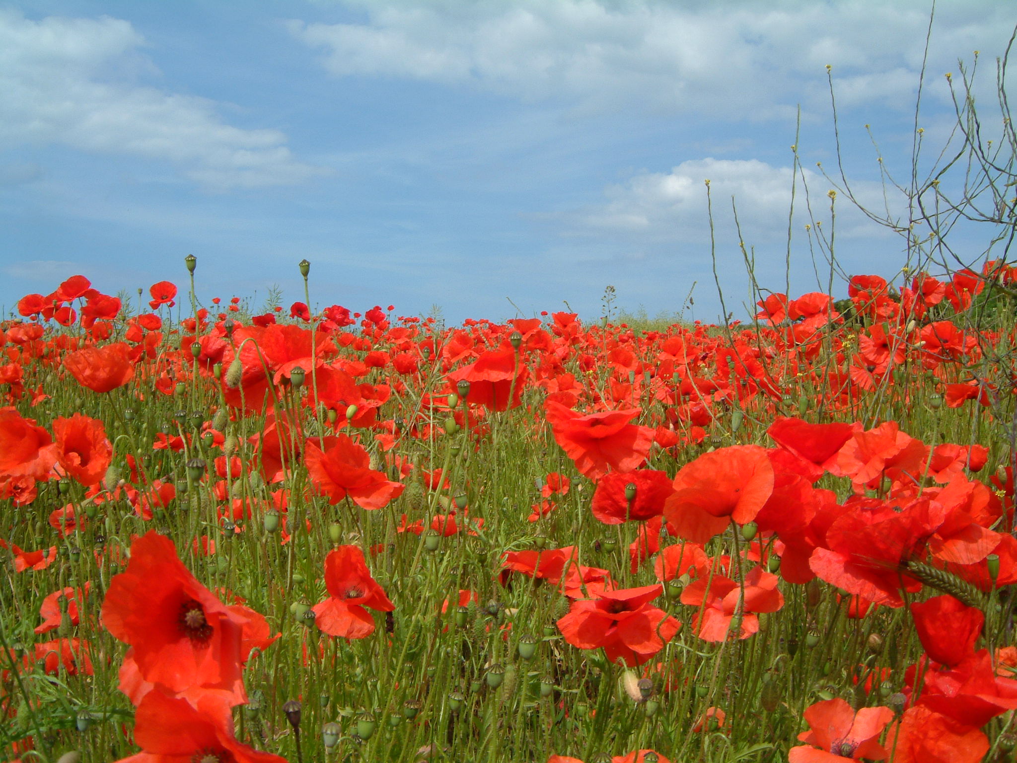 Poppy2004