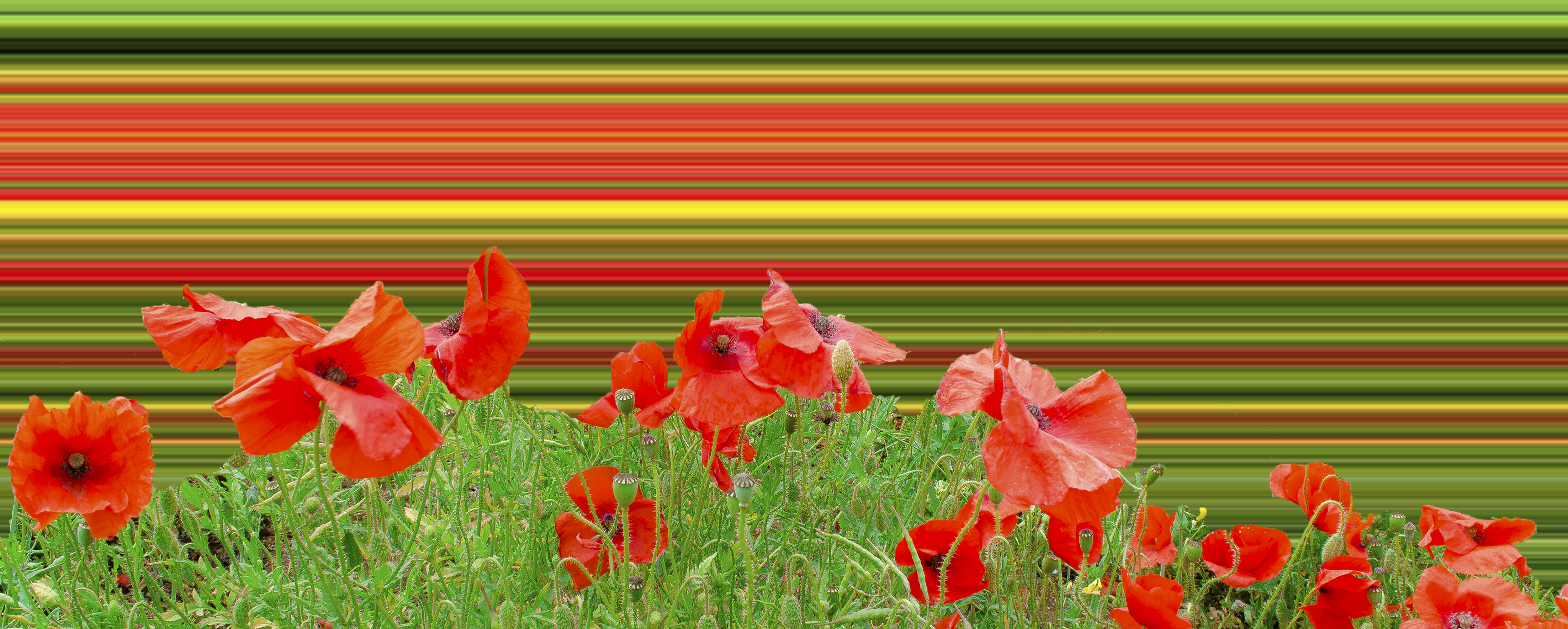 Poppy field overload