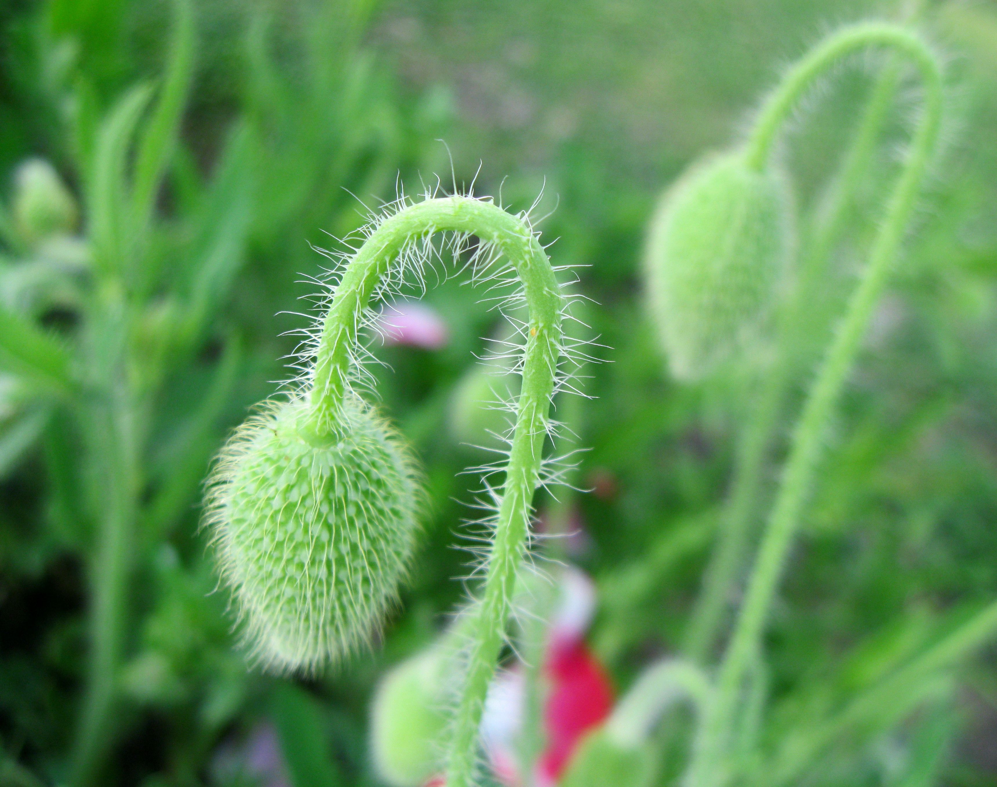 Poppy Flower Buds