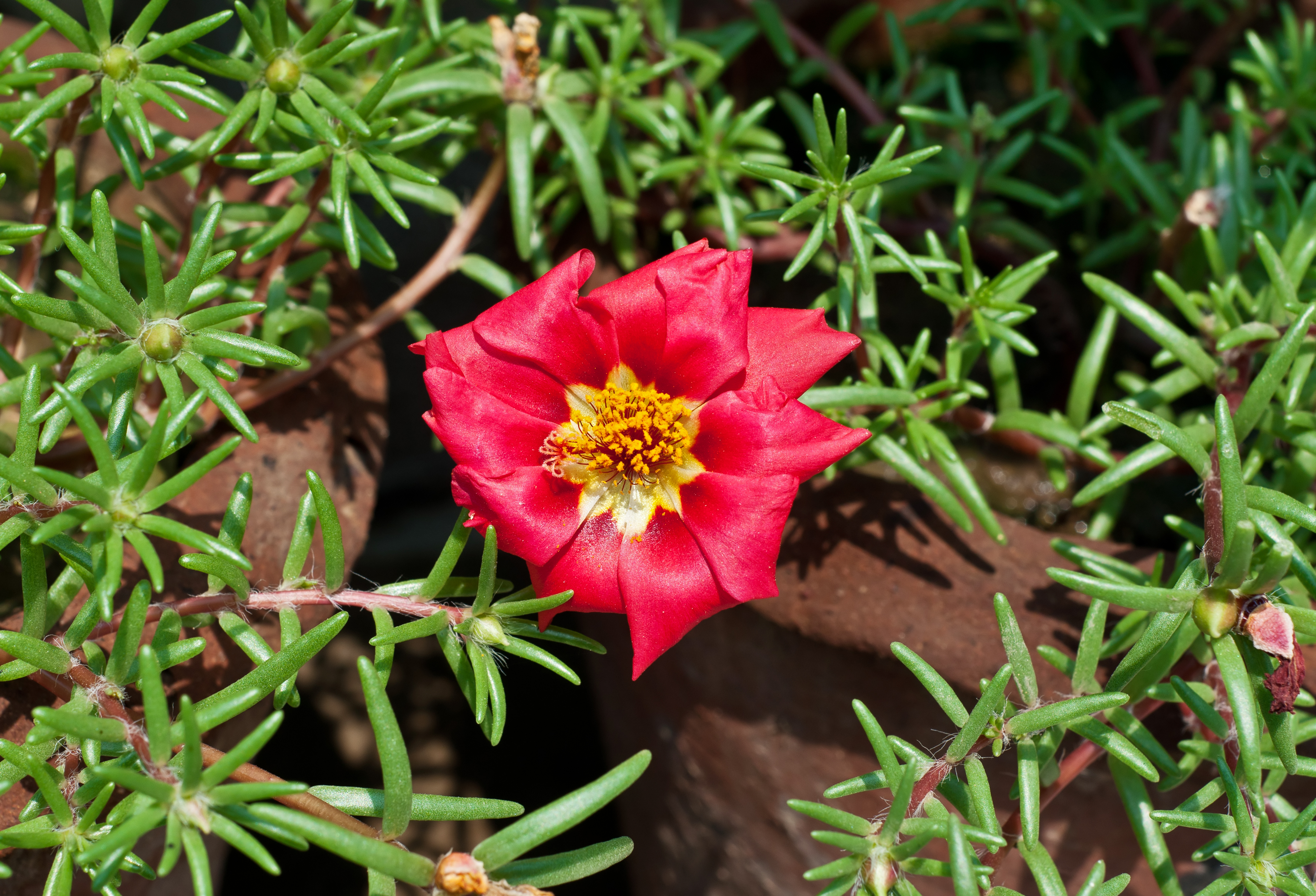 Portulaca grandiflora 26032014