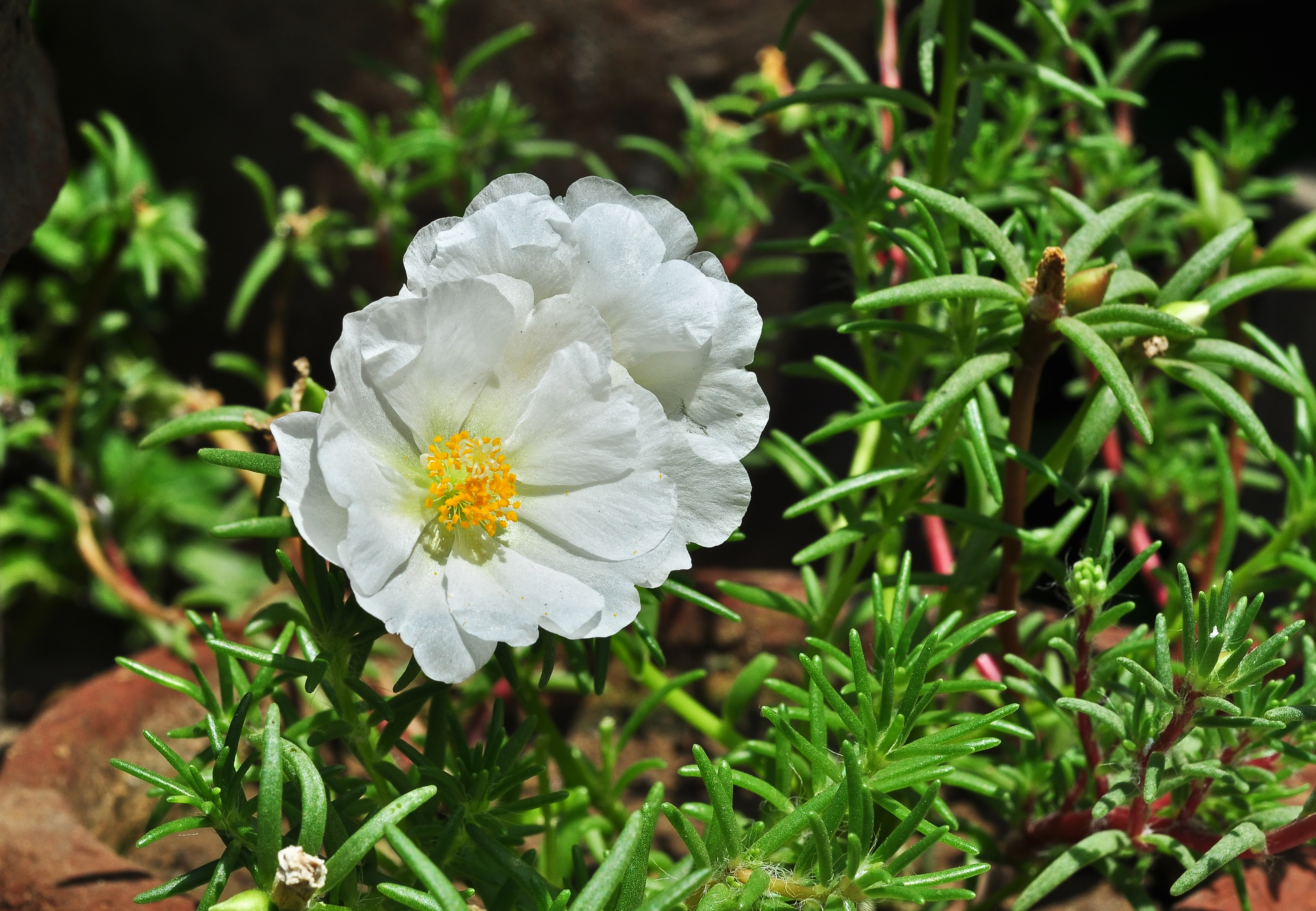 Portulaca grandiflora, Burdwan, 30032014 (3)