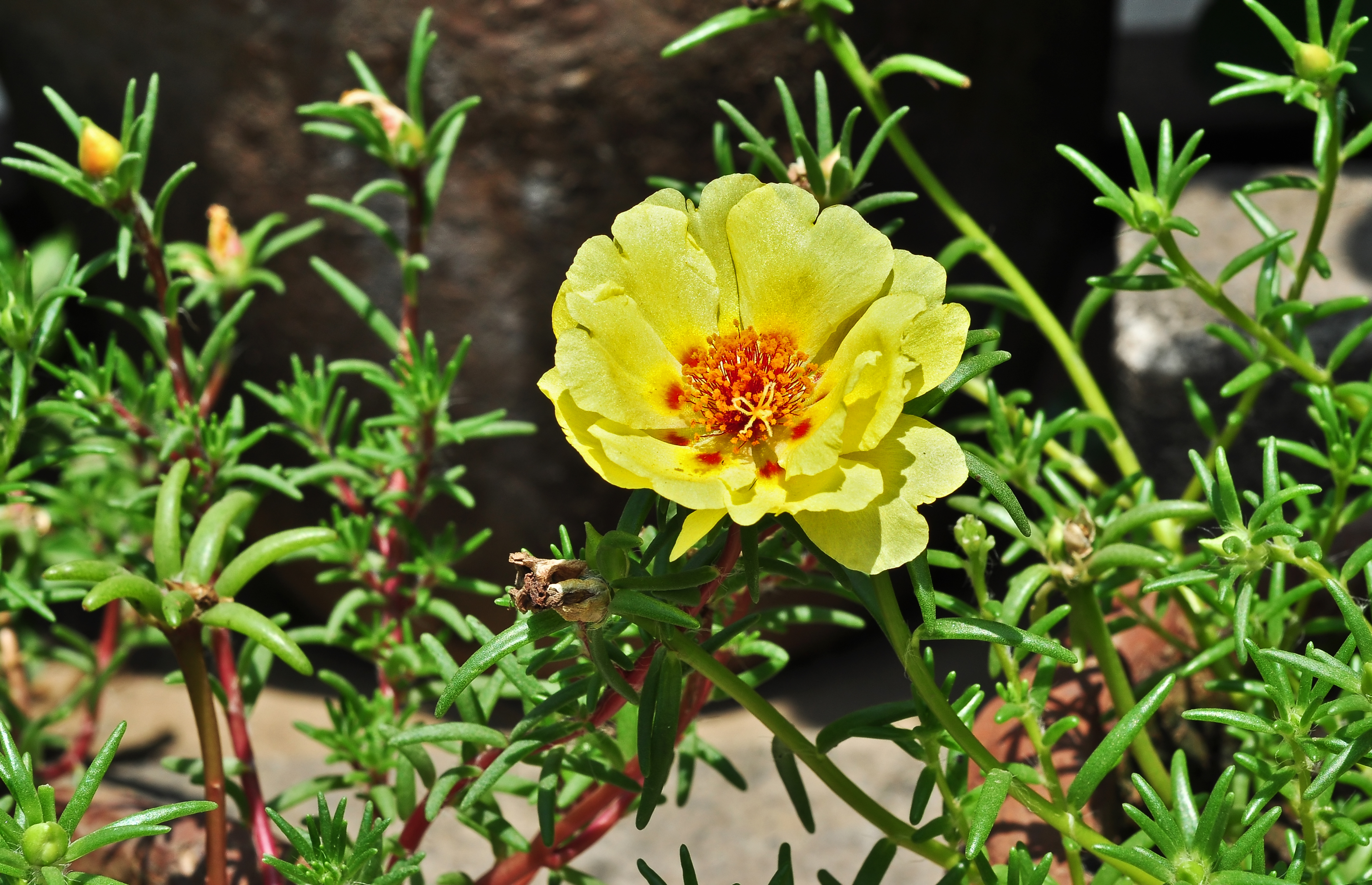 Portulaca grandiflora, Burdwan, 30032014 (5)