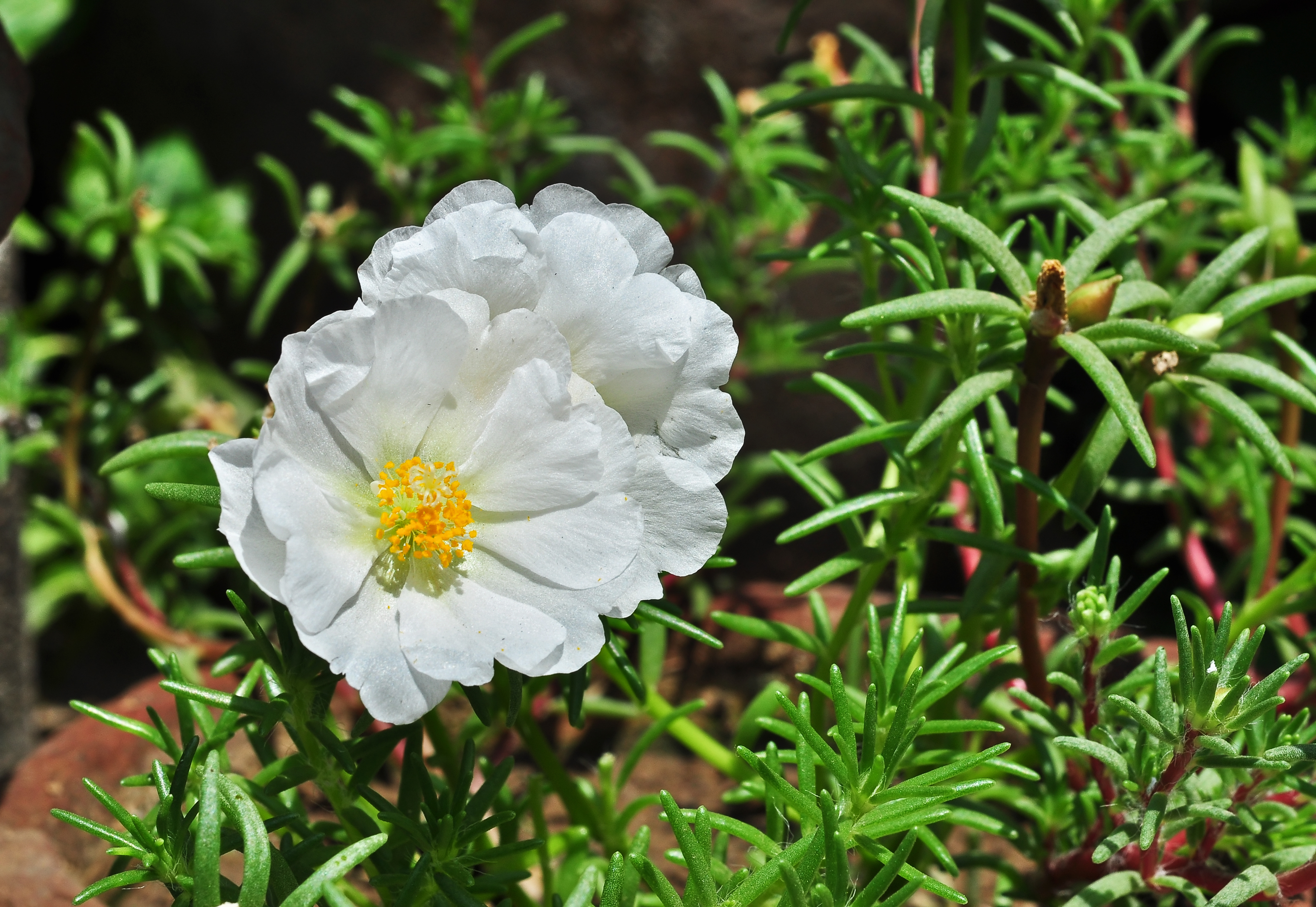 Portulaca grandiflora, Burdwan, 30032014 (6)