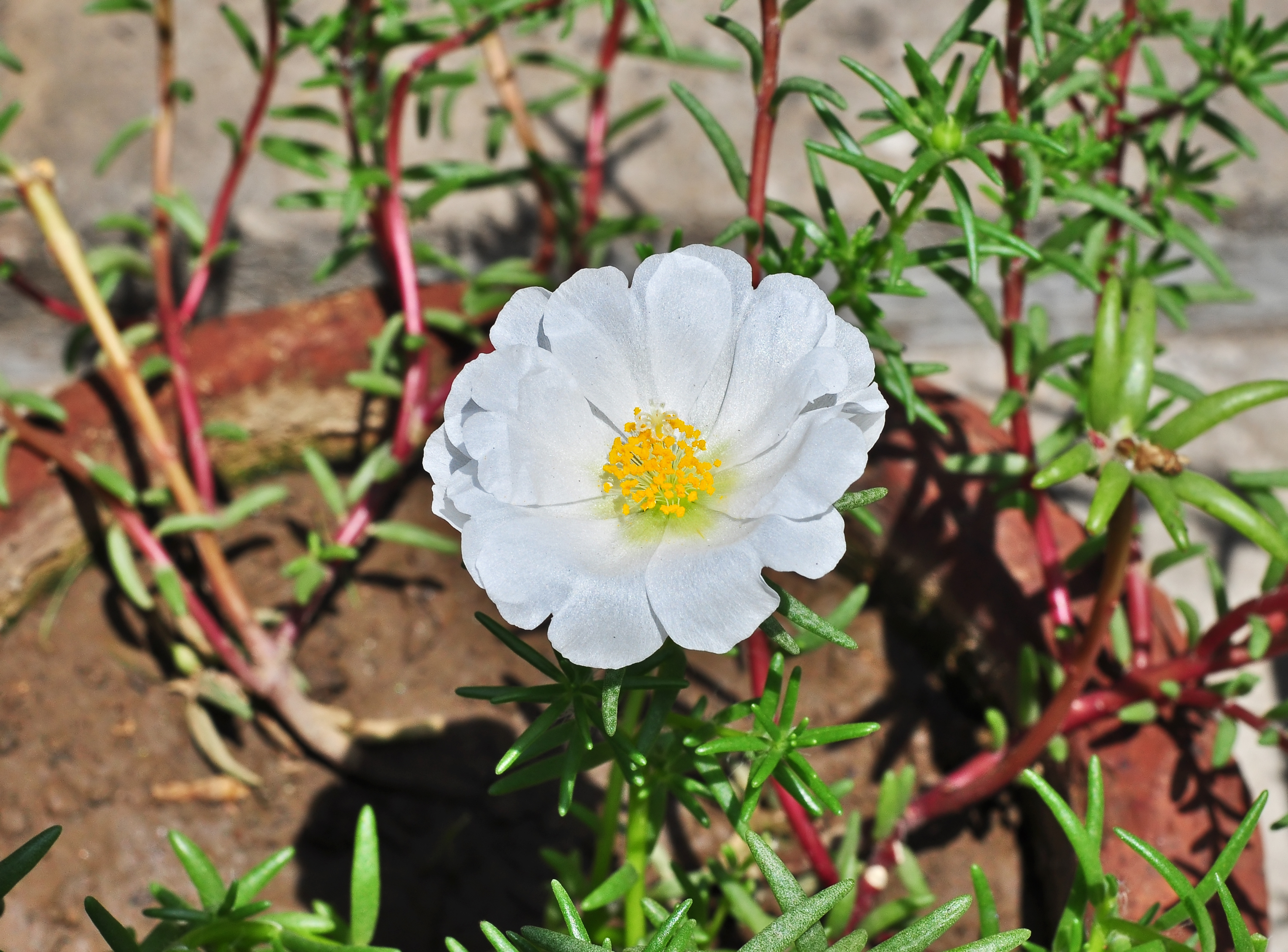 Portulaca grandiflora, Burdwan, 30032014 (8)