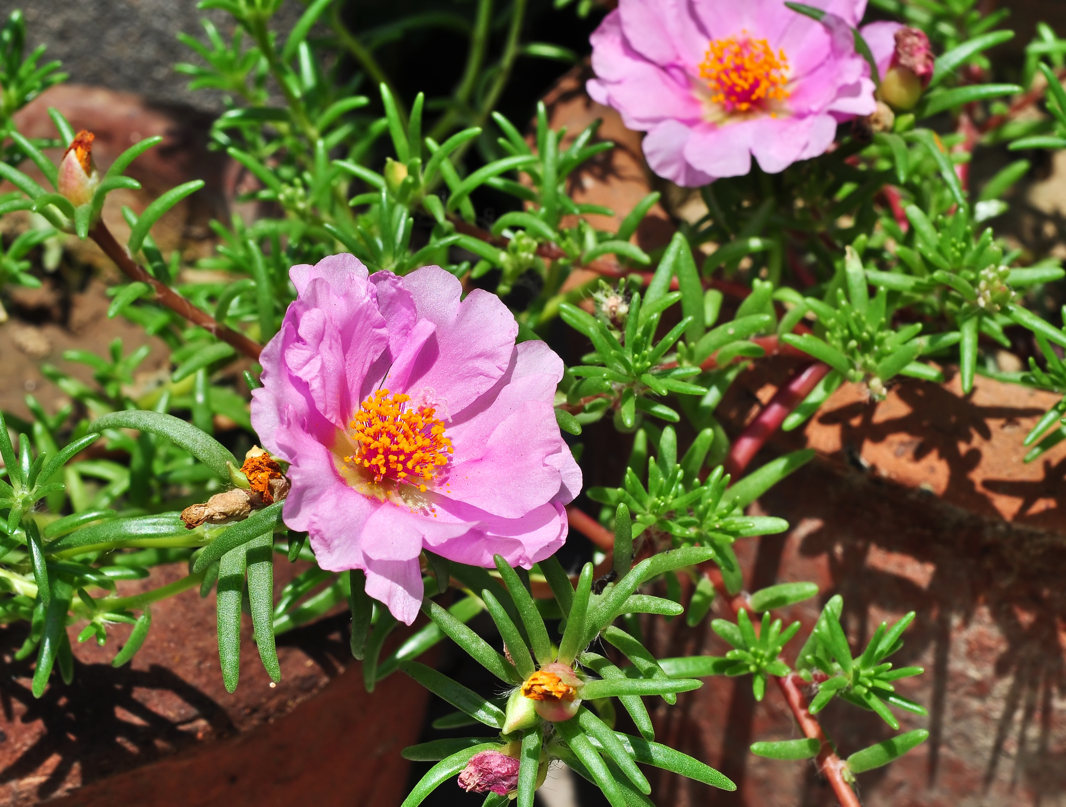 Portulaca grandiflora, Burdwan, 31032014 (3)