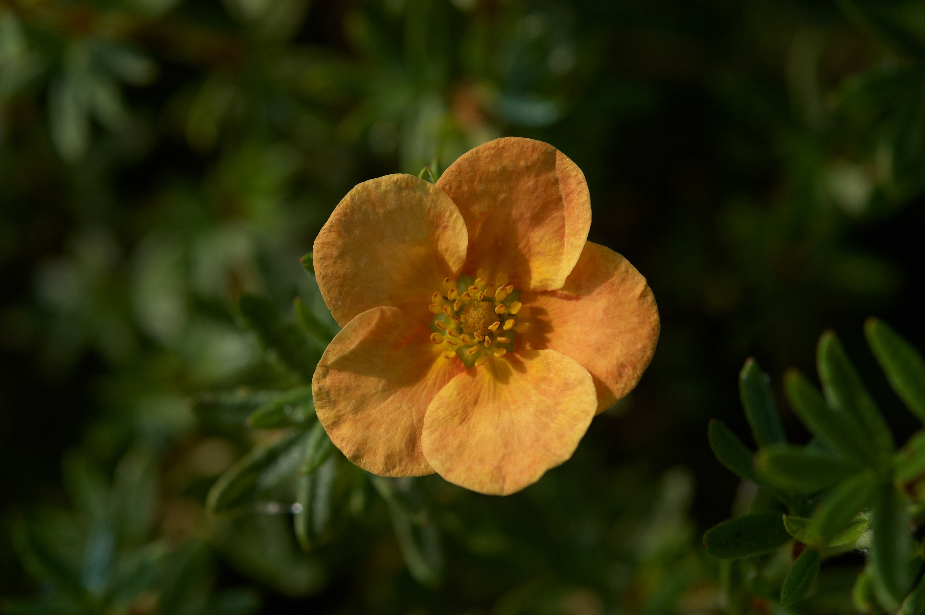 Potentilla fruticosa Red Ace B