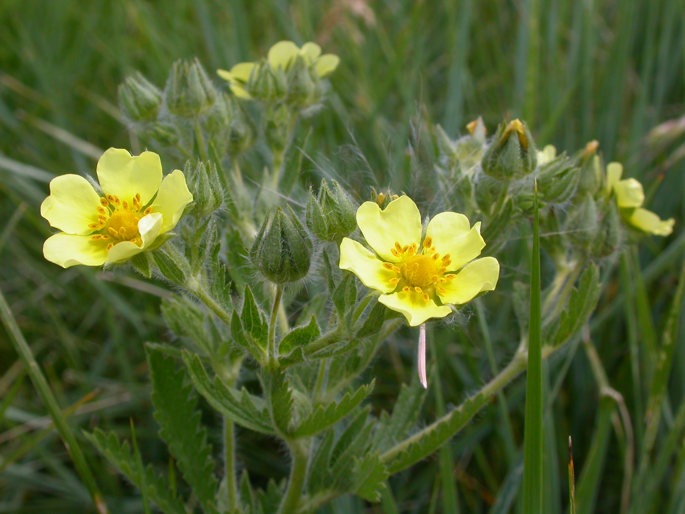 Potentilla recta (3726499757)