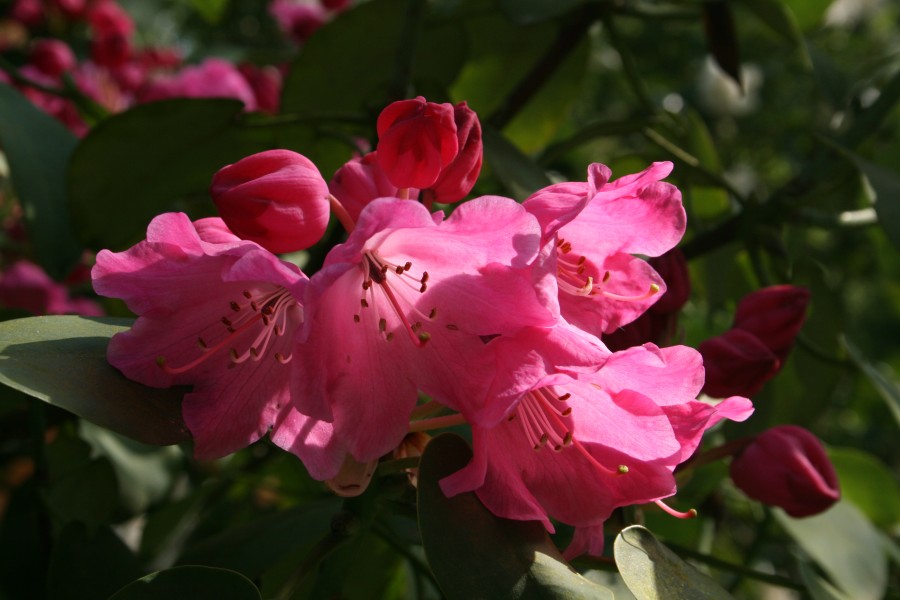 0 Rhododendron - Celles (Hainaut) 3