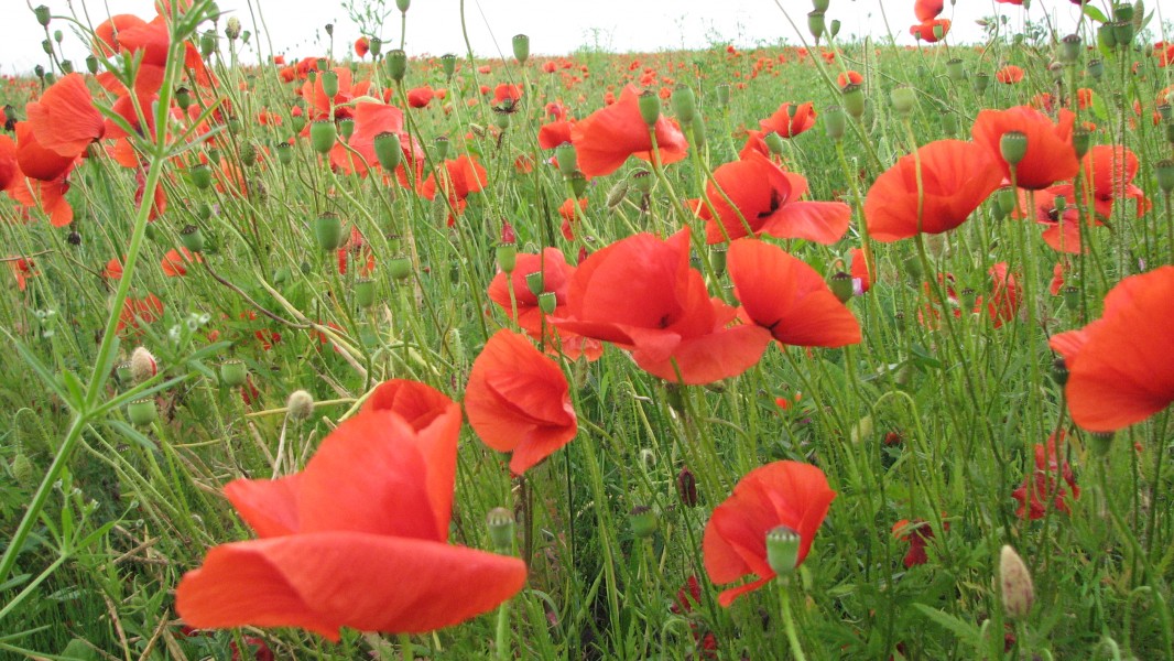 Red poppy flowers blossoming on a meadow, picture 3