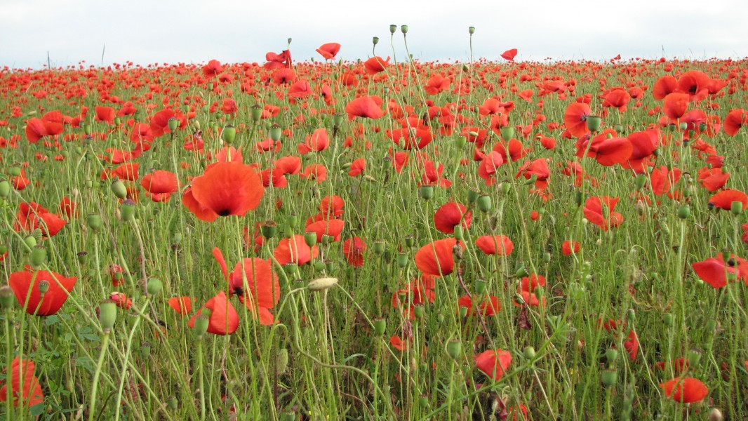Red poppy flowers blossoming on a meadow, picture 6