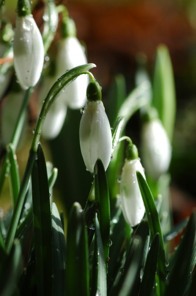 2010-02-28 Schneeglöckchen, Snowdrop, Galanthus nivalis