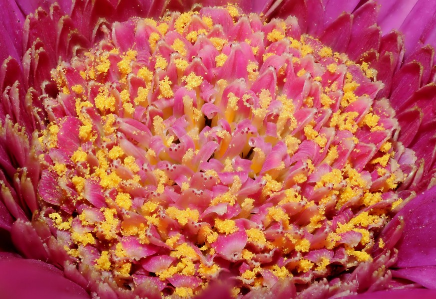 2011-12-04 16-24-26-Asteraceae-71f