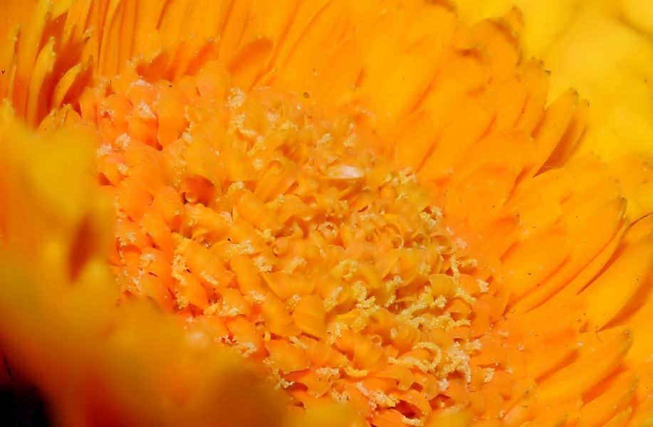 2011-12-04 16-28-58-Asteraceae-88f