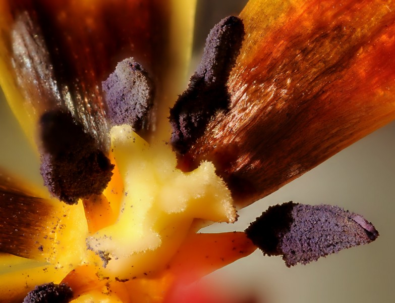 2011-12-25 22-23-08 etamines tulipe 33f