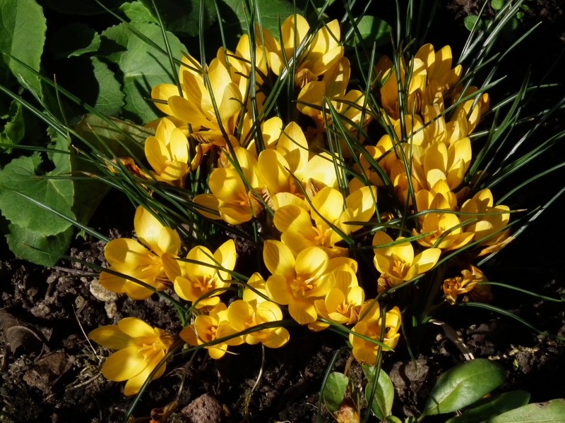 2011 Gelbe Krokusblüten